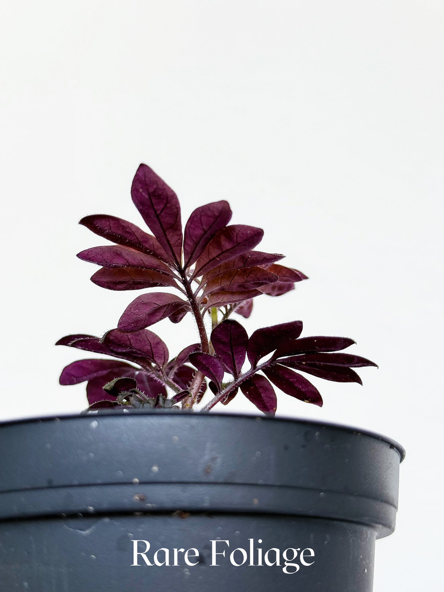 Solanum Uleanum 4"