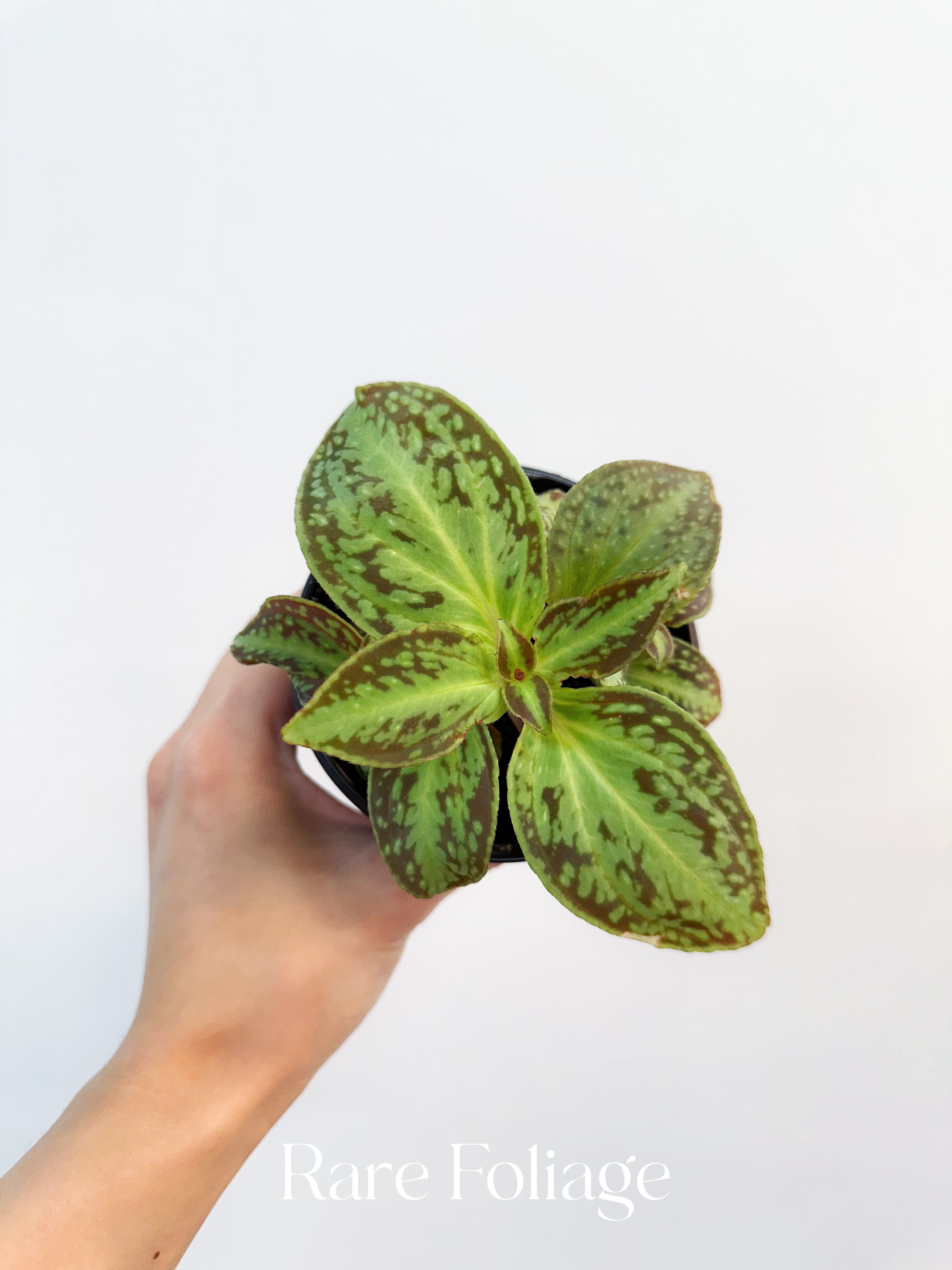 Sonerila Cantonensis Stapf. sp. Vietnam 4” – Rare Foliage Plant Co