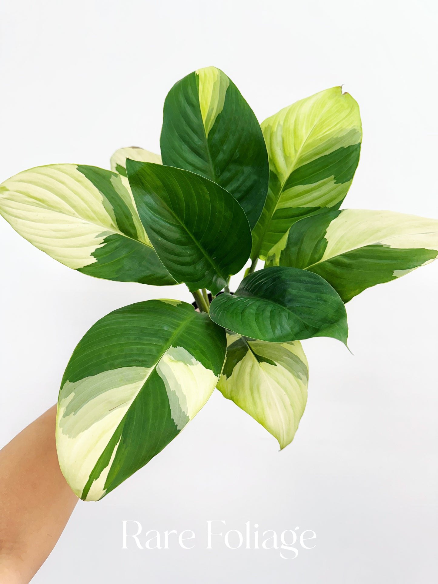 Spathiphyllum Sensation Albo Variegated Peace Lily 4”