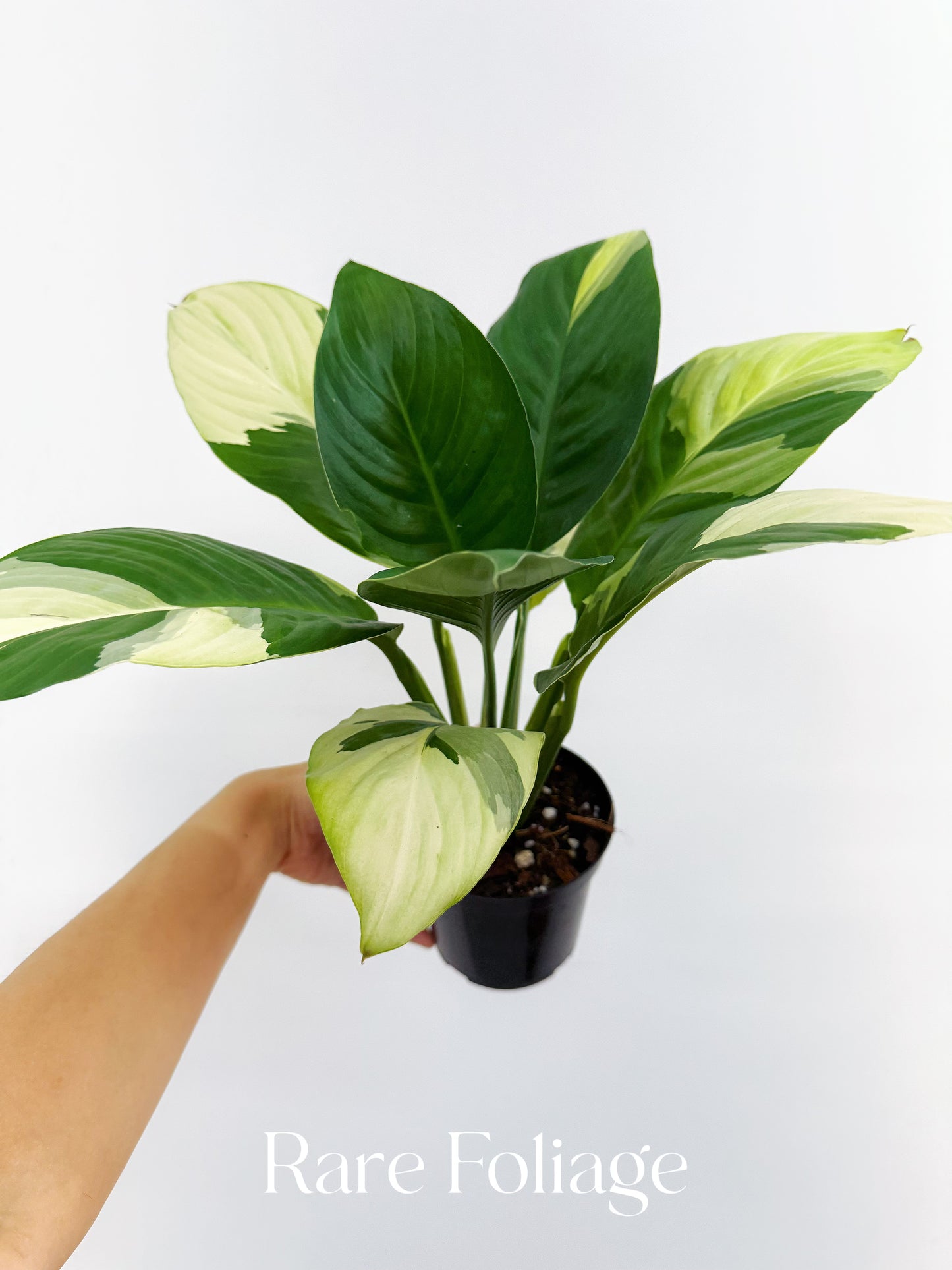 Spathiphyllum Sensation Albo Variegated Peace Lily 4”