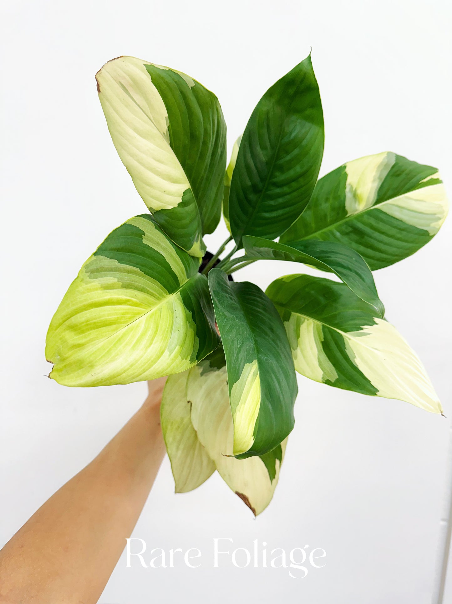 Spathiphyllum Sensation Albo Variegated Peace Lily 4”