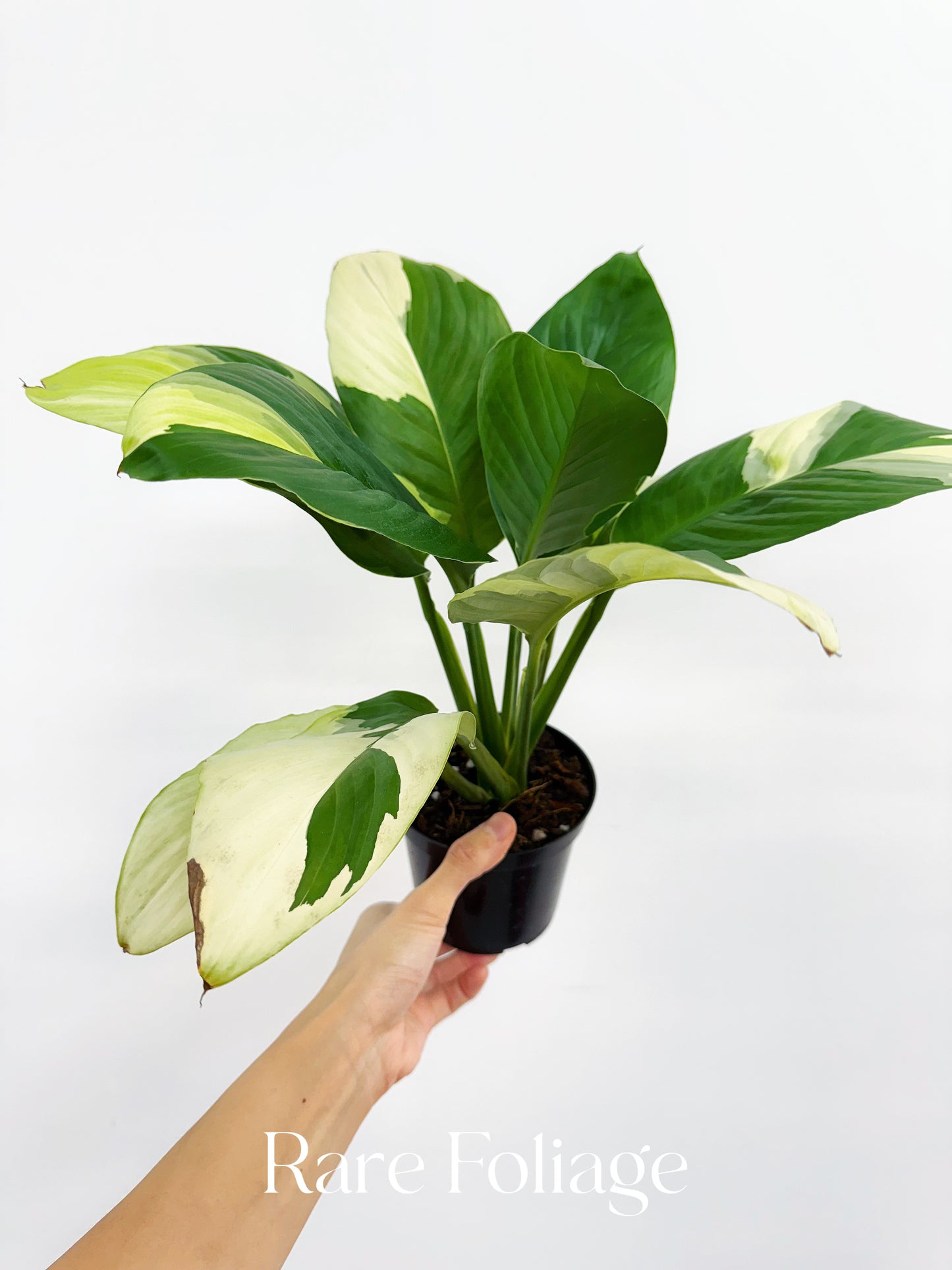Spathiphyllum Sensation Albo Variegated Peace Lily 4”