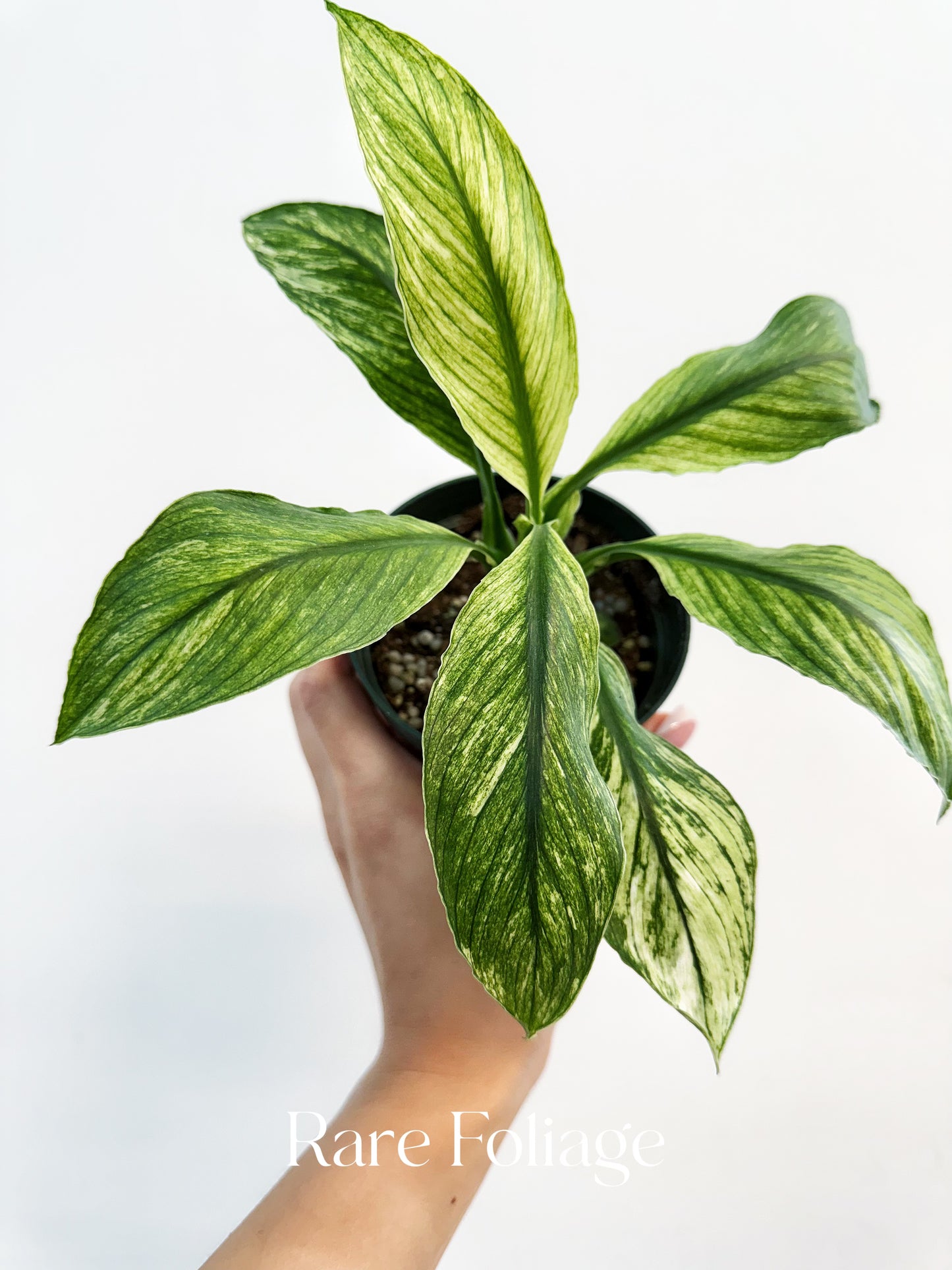 Spathiphyllum ‘Sensation’ Mint 4”