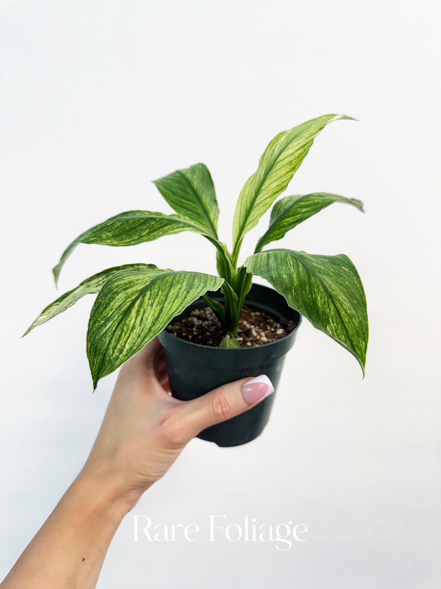 Spathiphyllum ‘Sensation’ Mint 4”