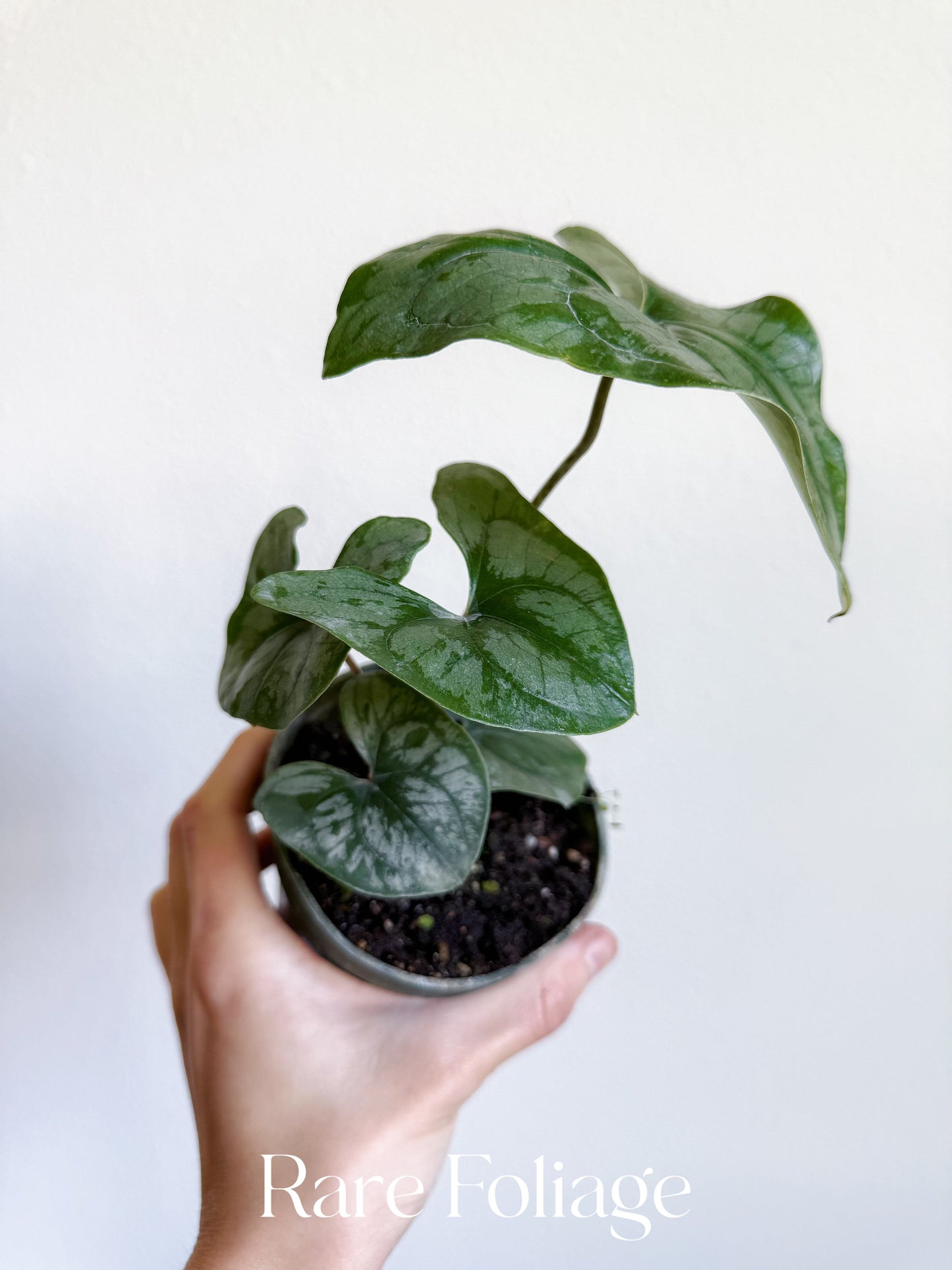 Stylochaeton Bogneri 4”
