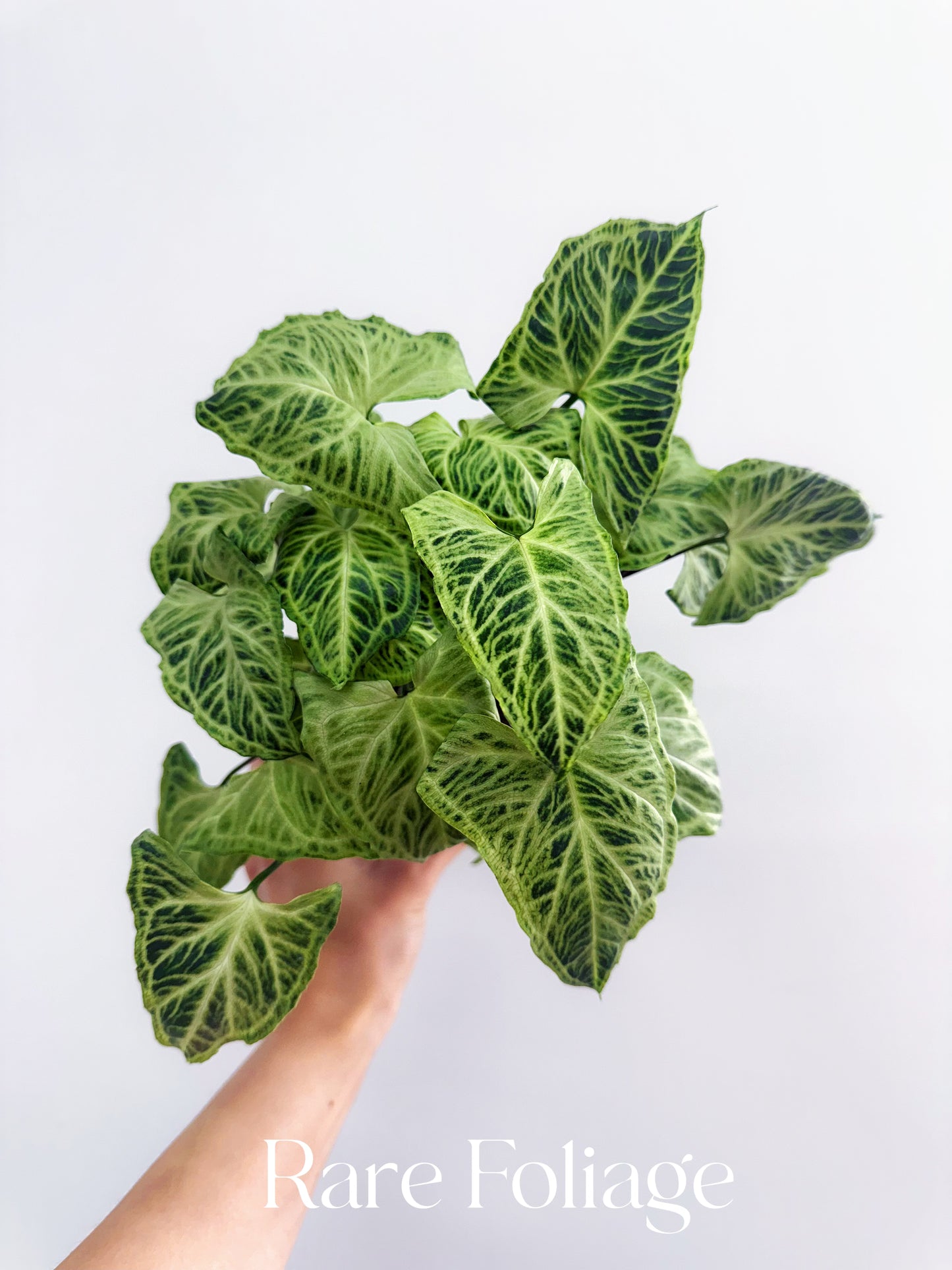 Syngonium Batik 4"