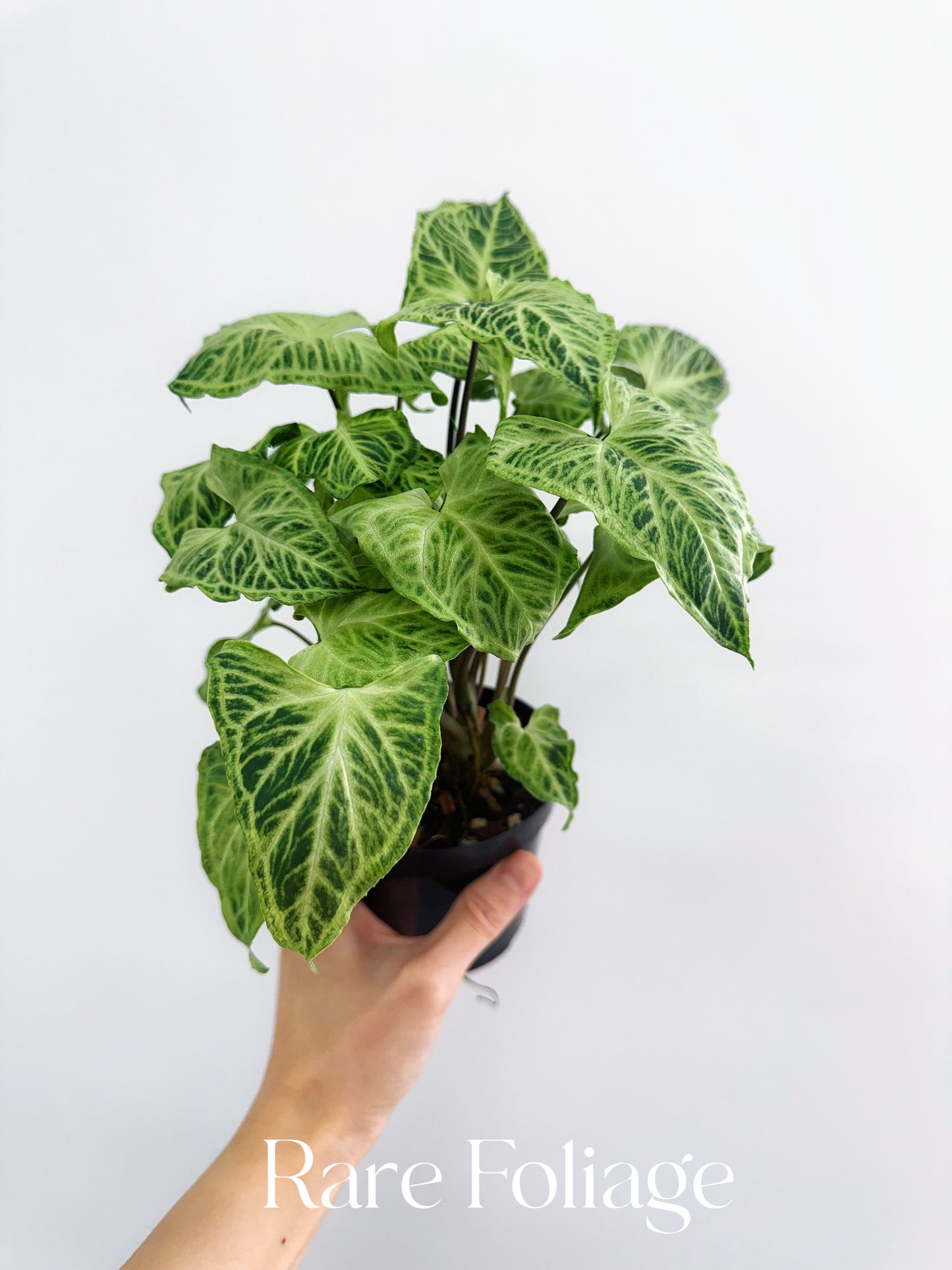 Syngonium Batik 4"