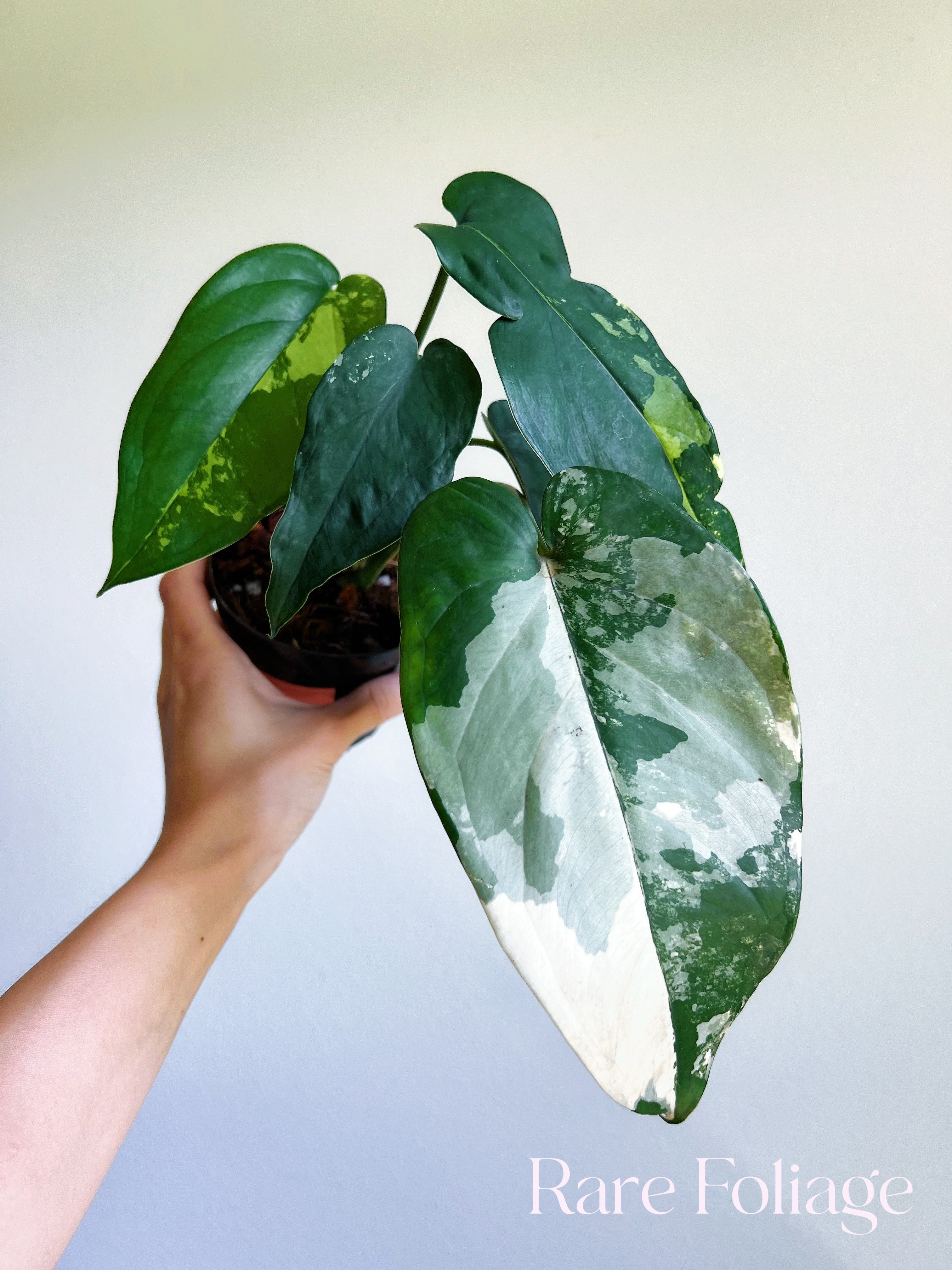 philodendron chiapense Syngonium Chiapense Variegated 4"