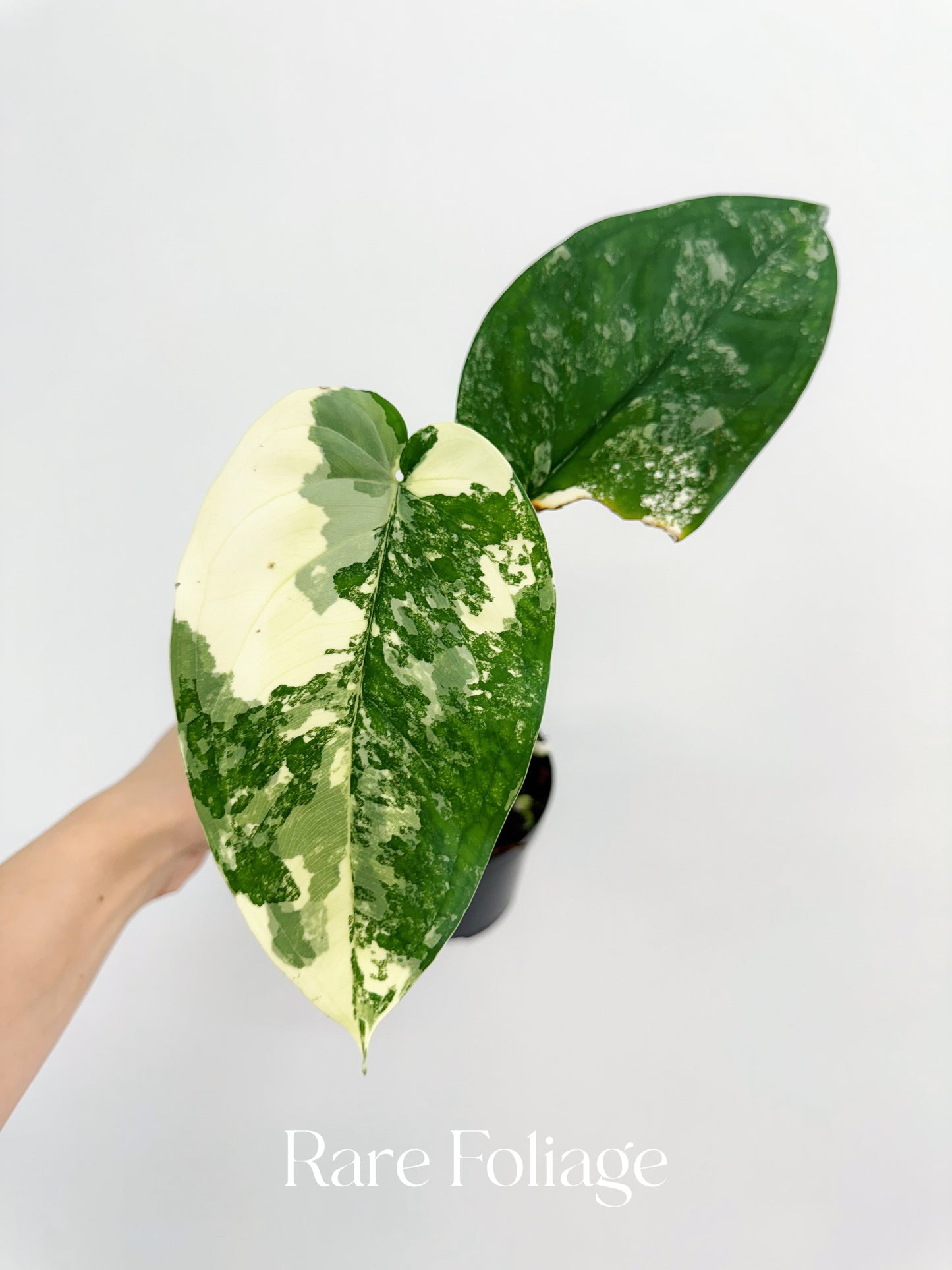 Syngonium Chiapense Variegated 4”