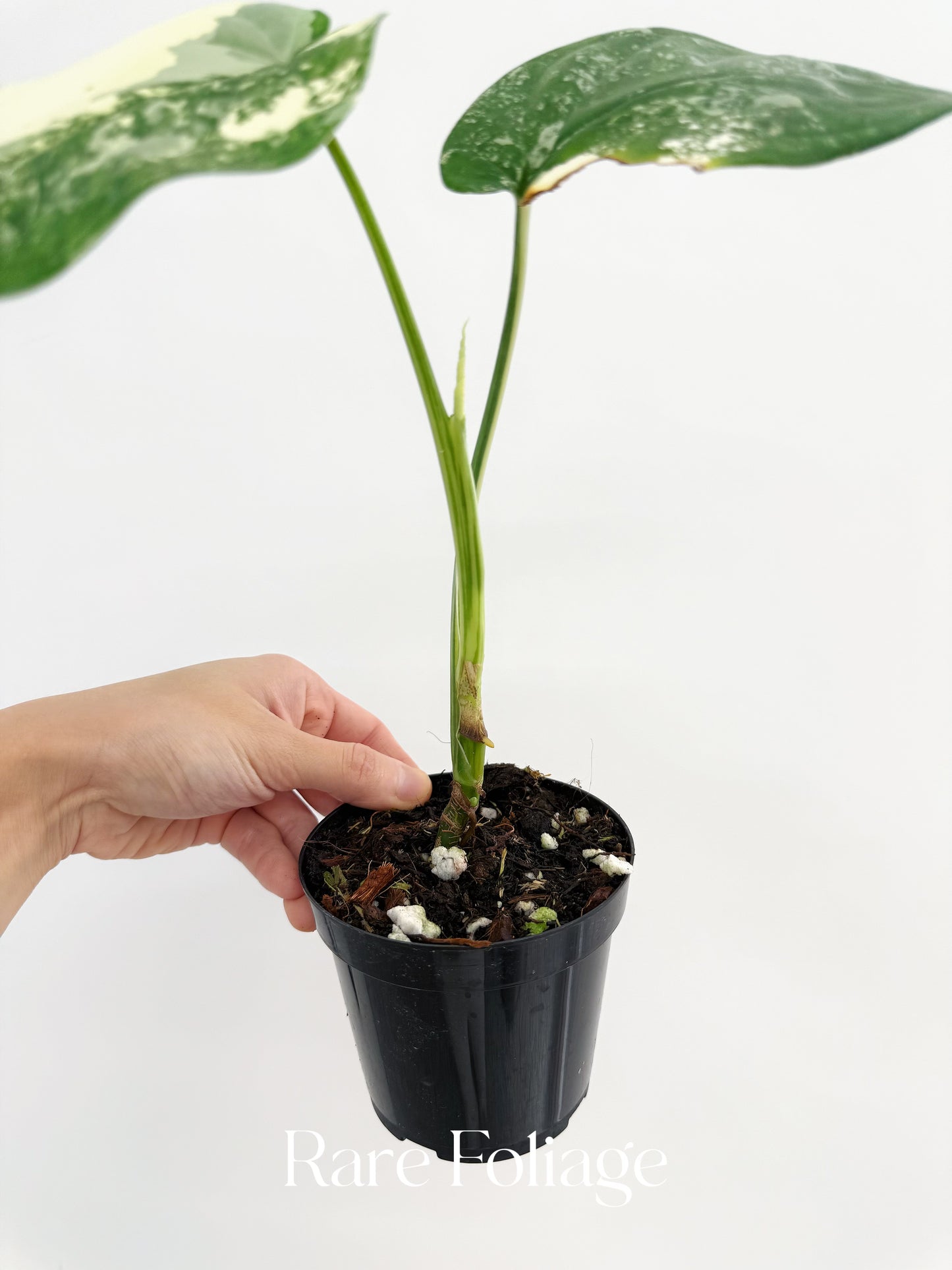 Syngonium Chiapense Variegated 4”