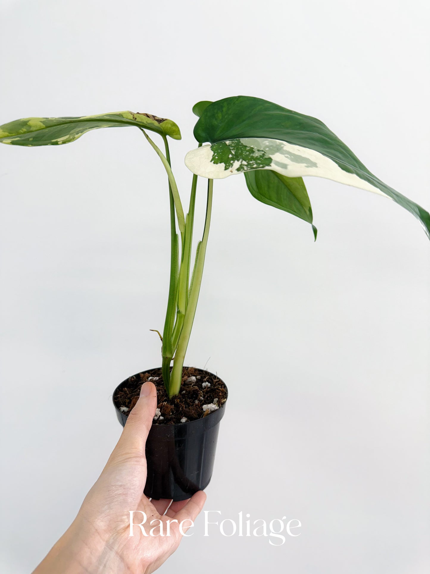 Syngonium Chiapense Variegated 4”