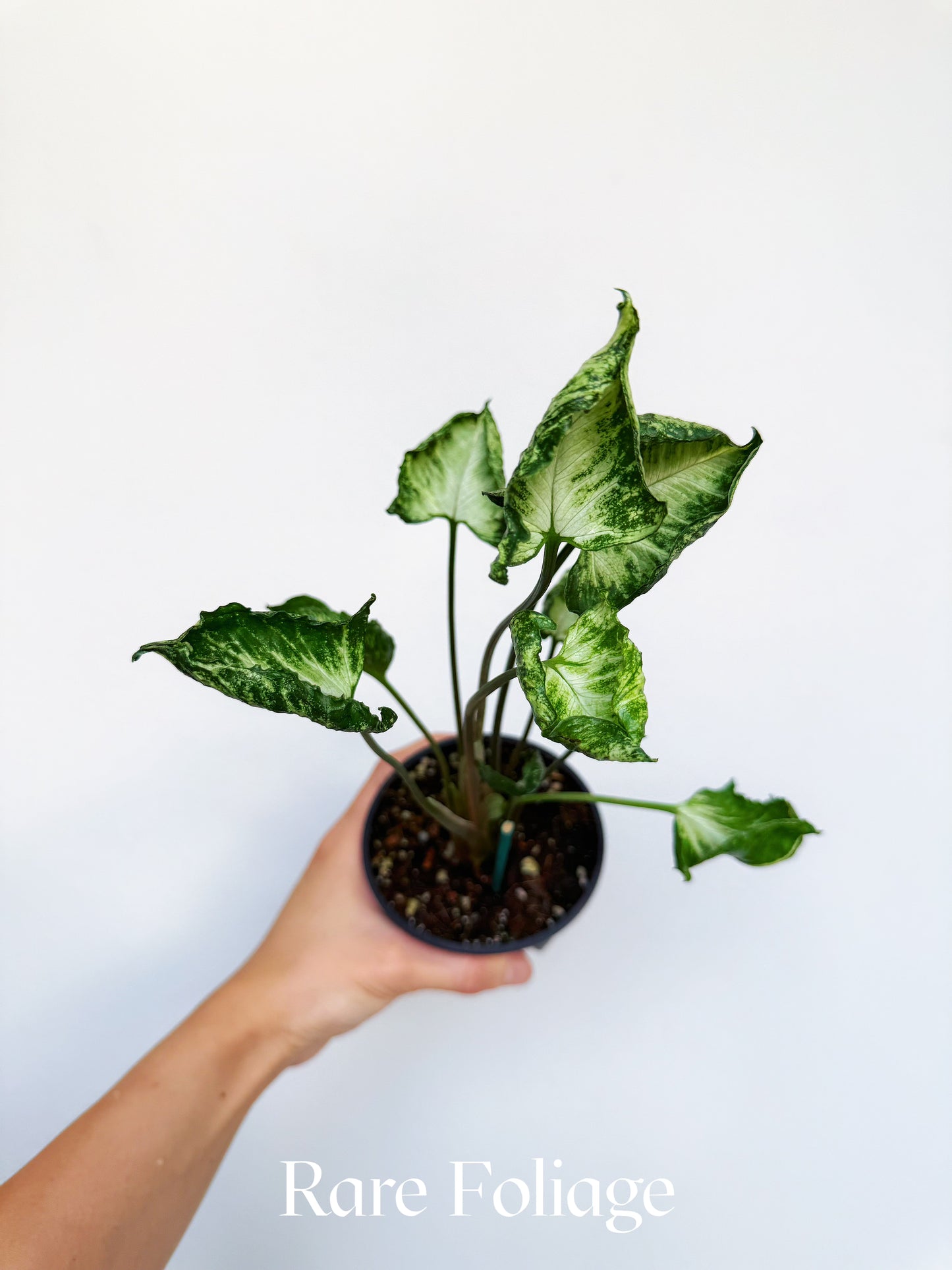 Syngonium Godzilla 4"