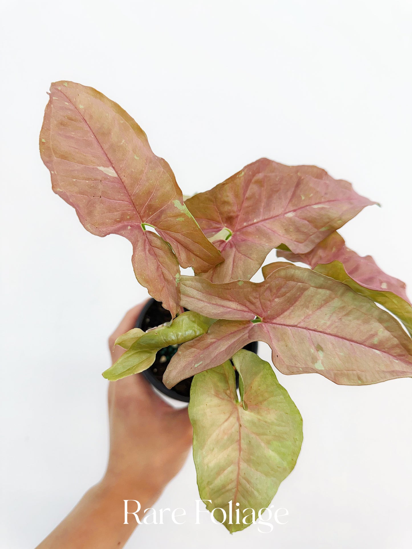 Syngonium Pink Caviar 4”