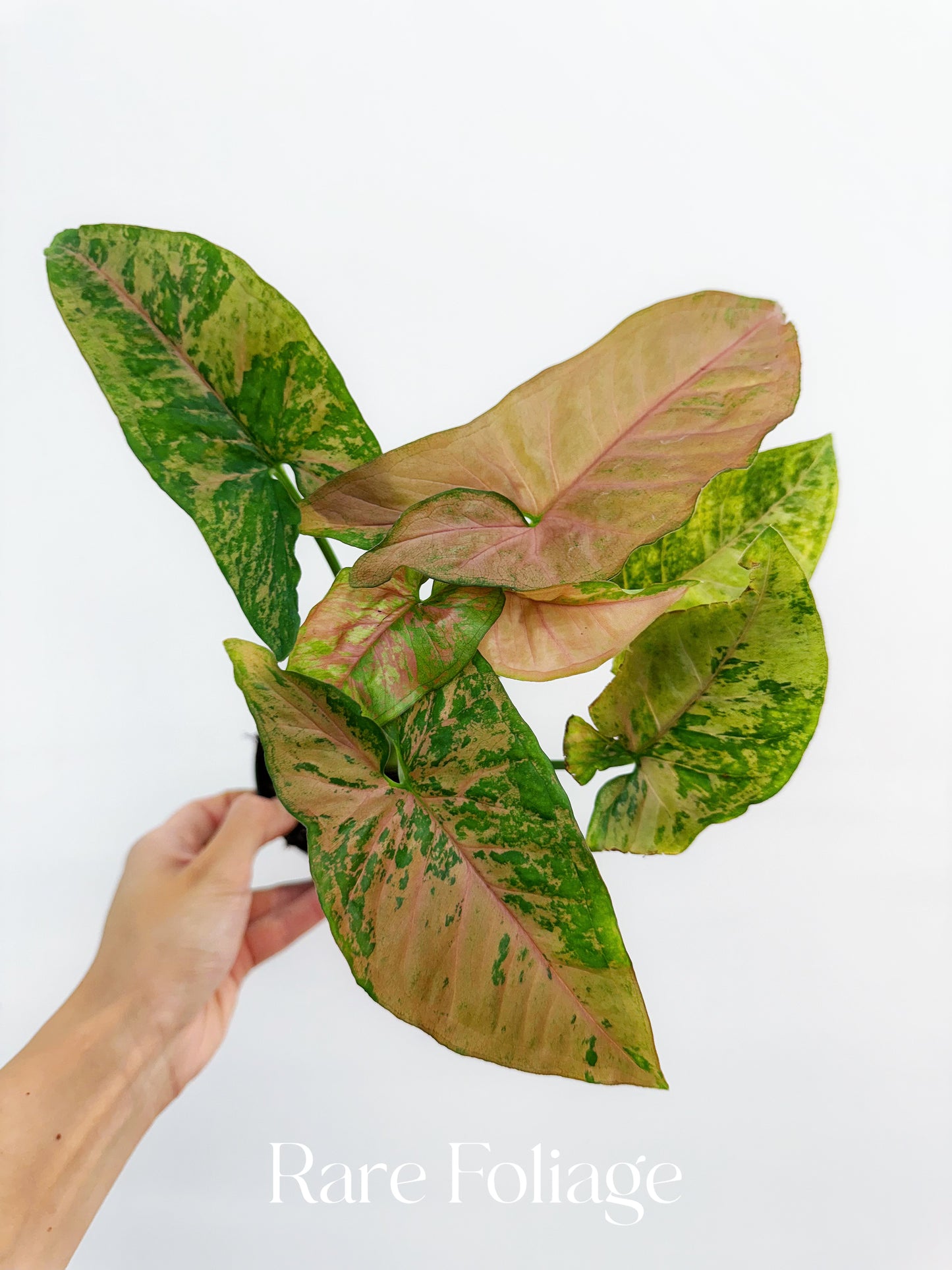 Syngonium Pink Flecked 4"