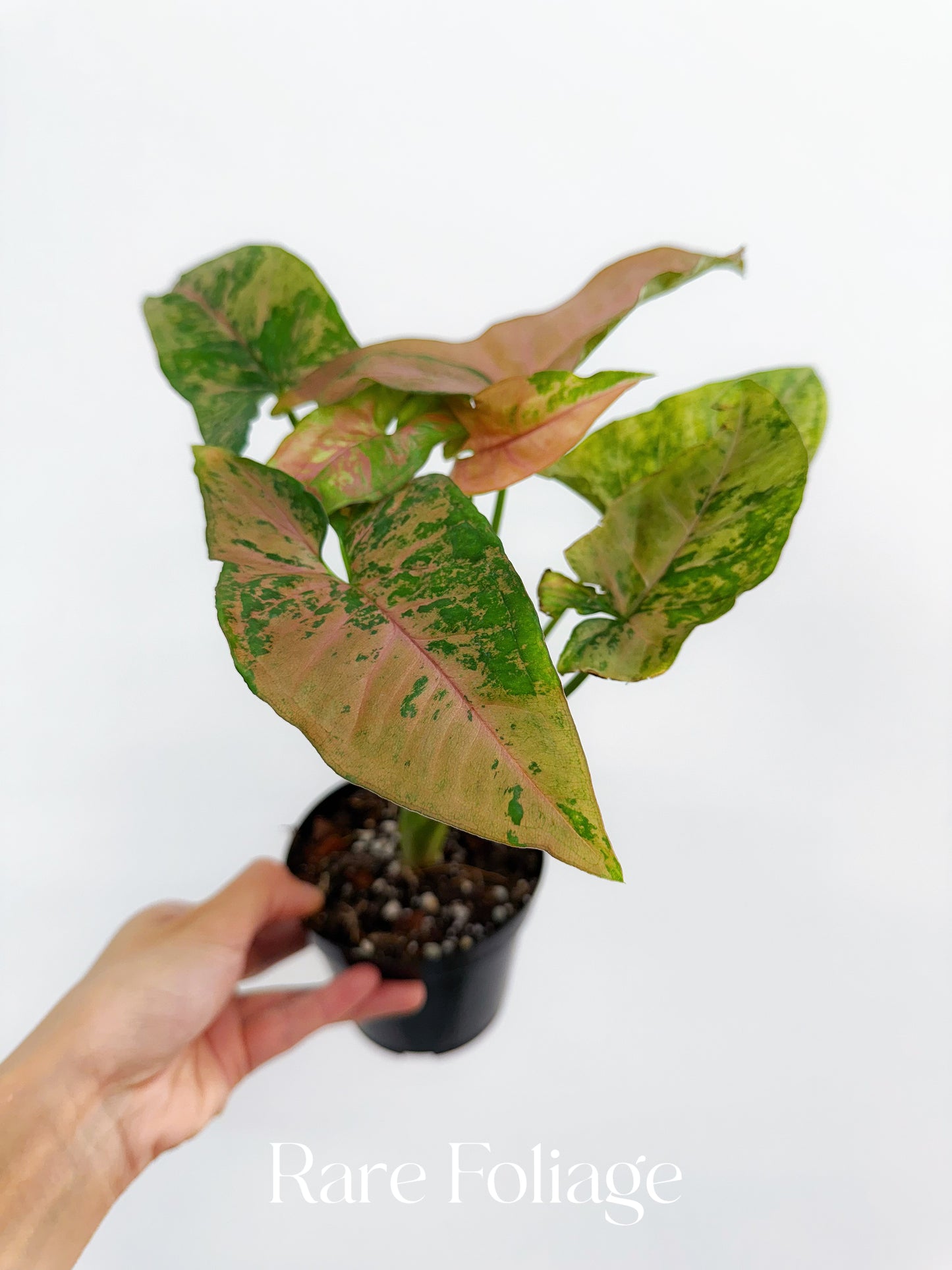 Syngonium Pink Flecked 4"