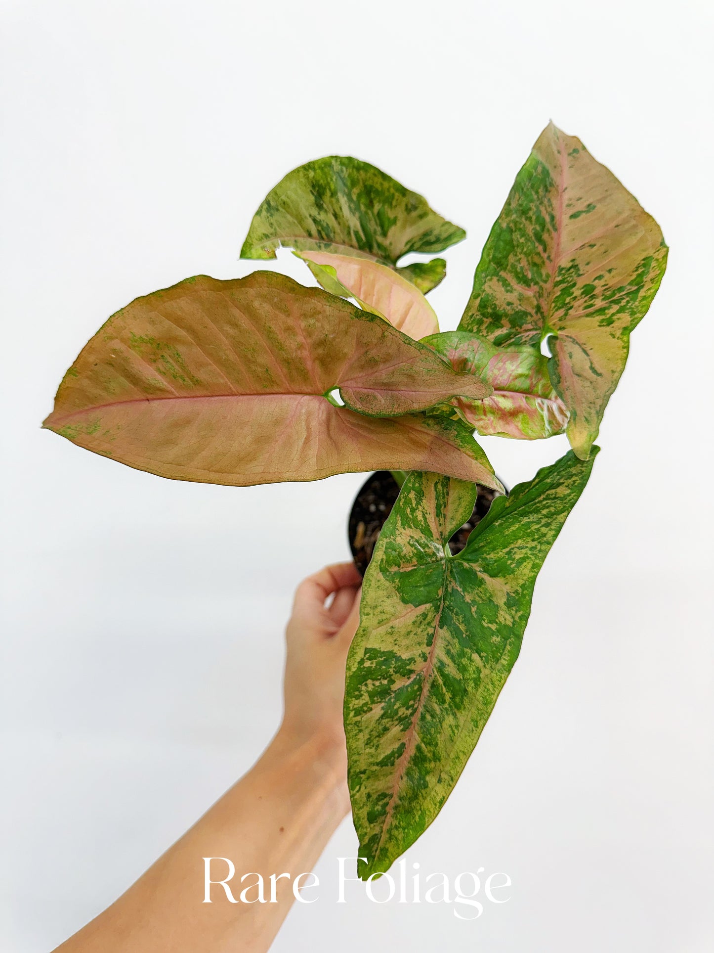 Syngonium Pink Flecked 4"
