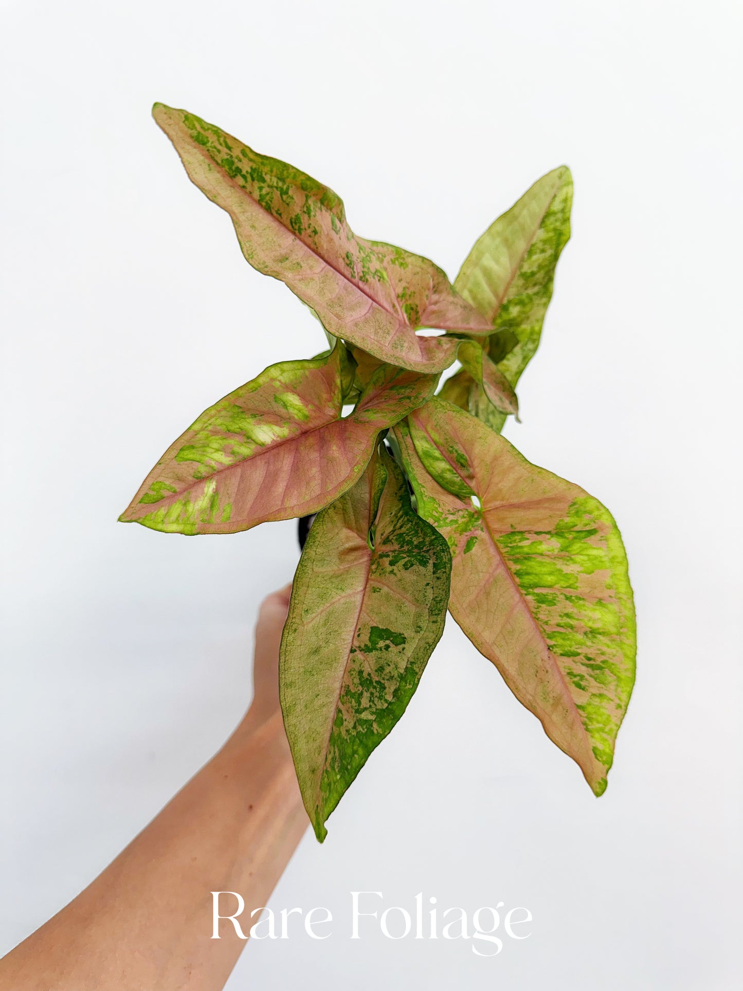 Syngonium Pink Flecked 4"