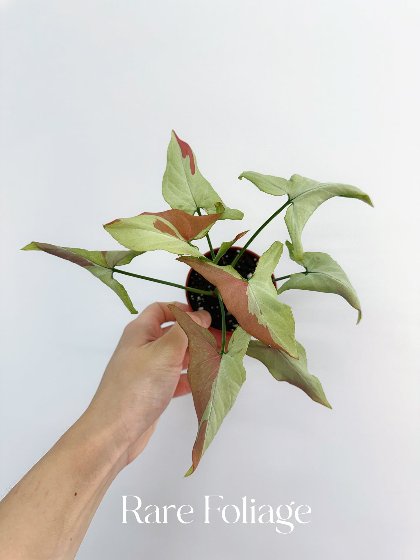 Syngonium Pink Salmon 3”