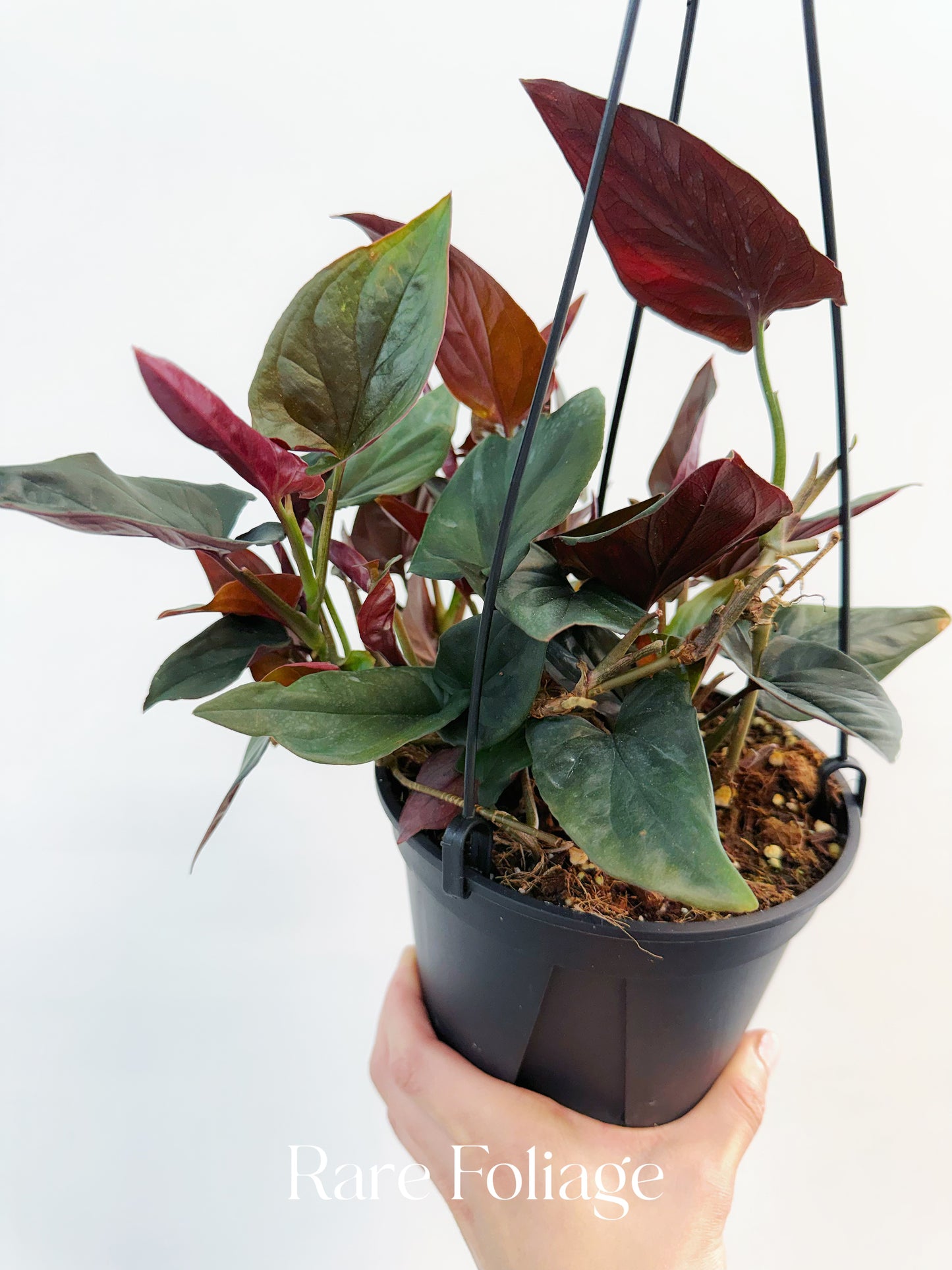 Syngonium Red Arrow 6" Hanging Basket
