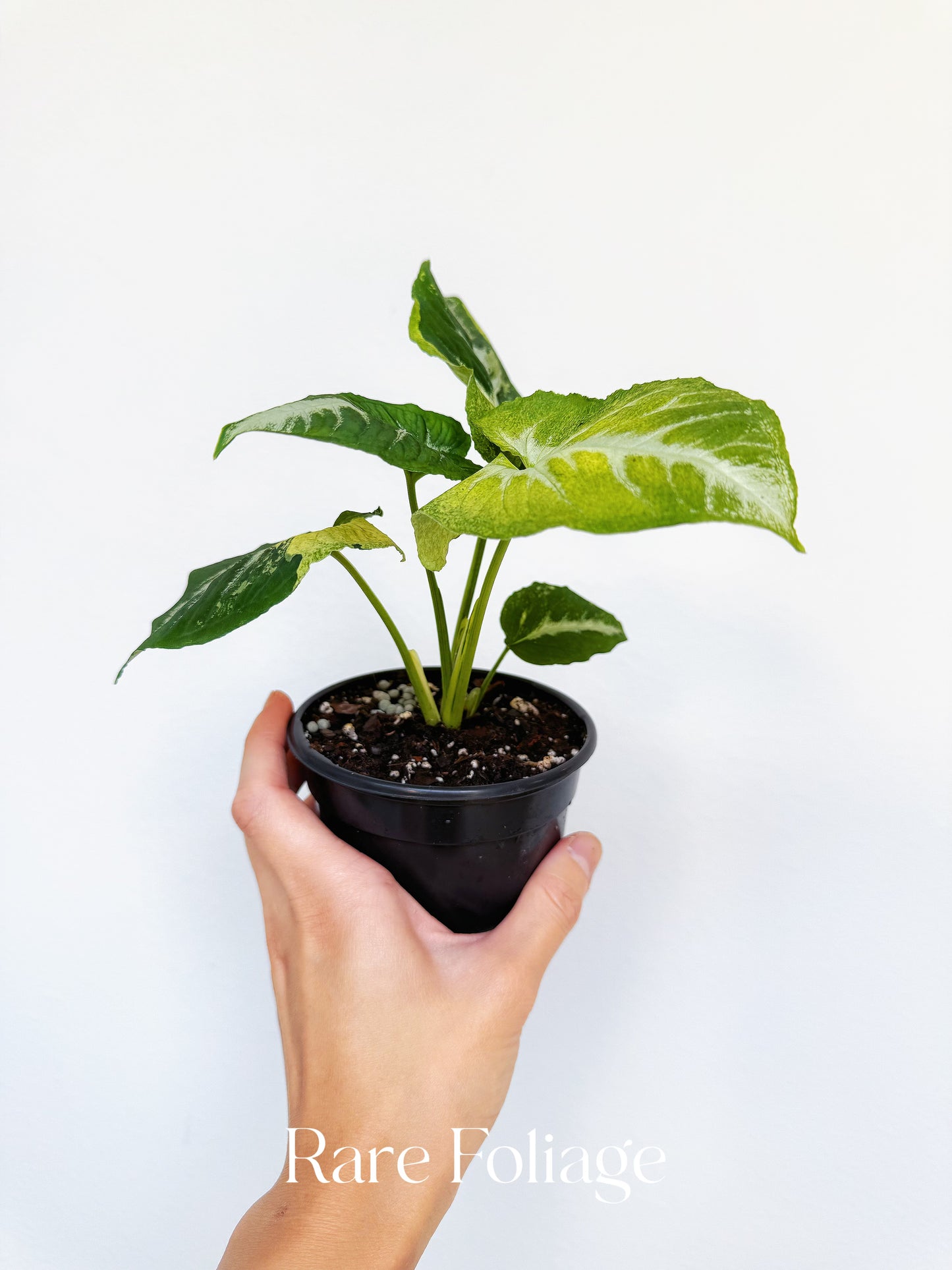Syngonium Scrambled Eggs 4”