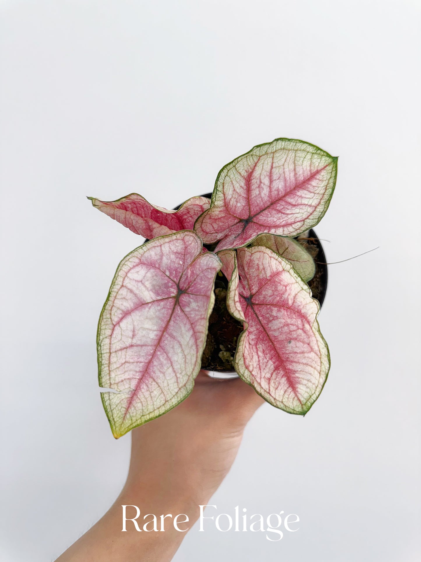 Thai Caladium 4”