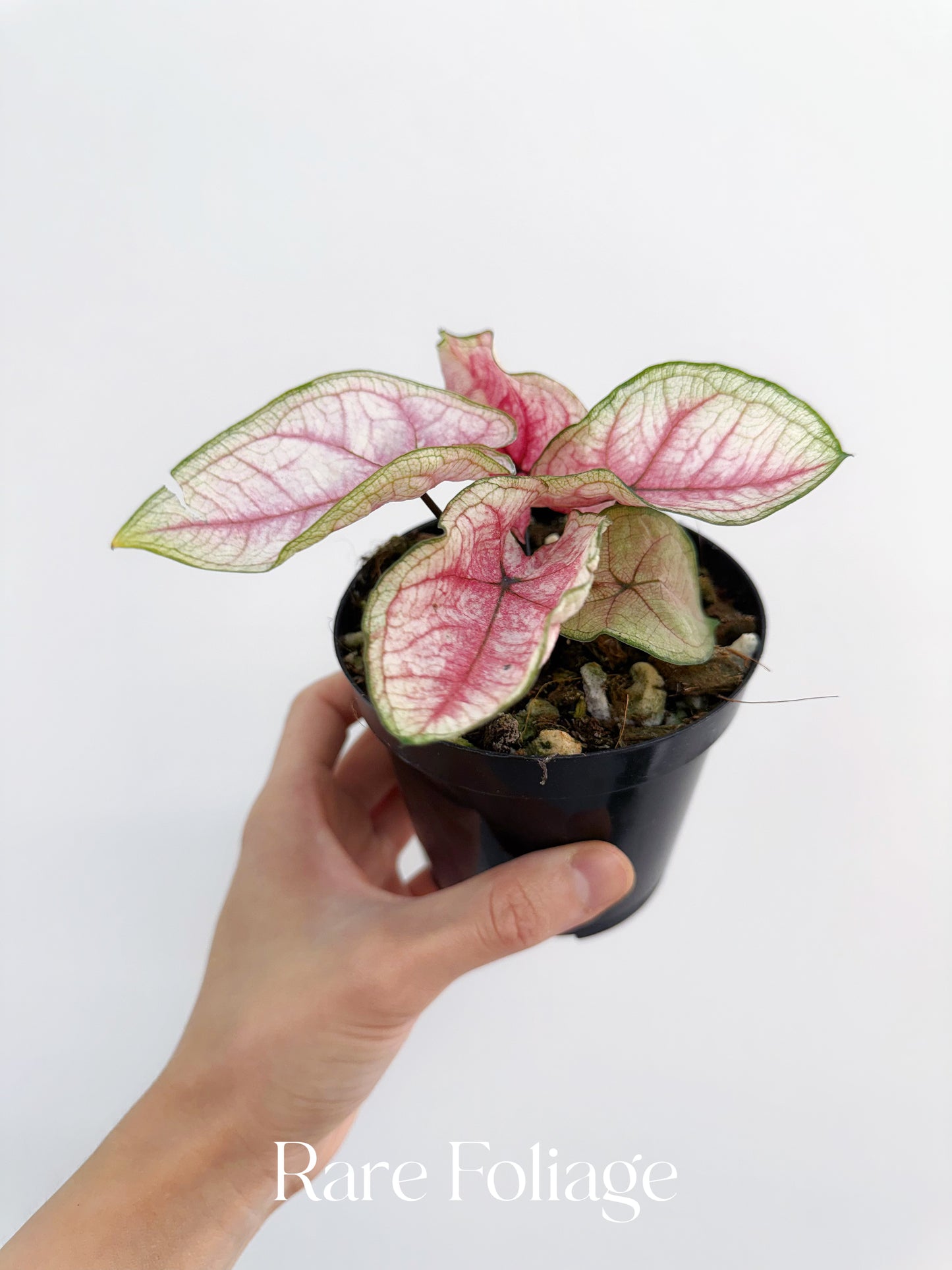 Thai Caladium 4”