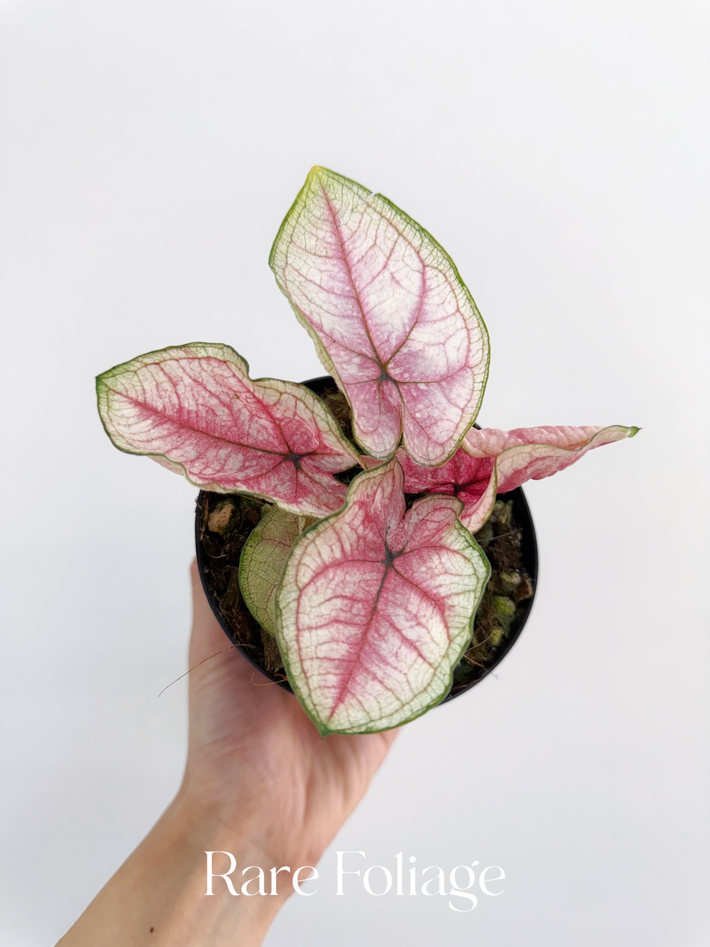 Thai Caladium 4”