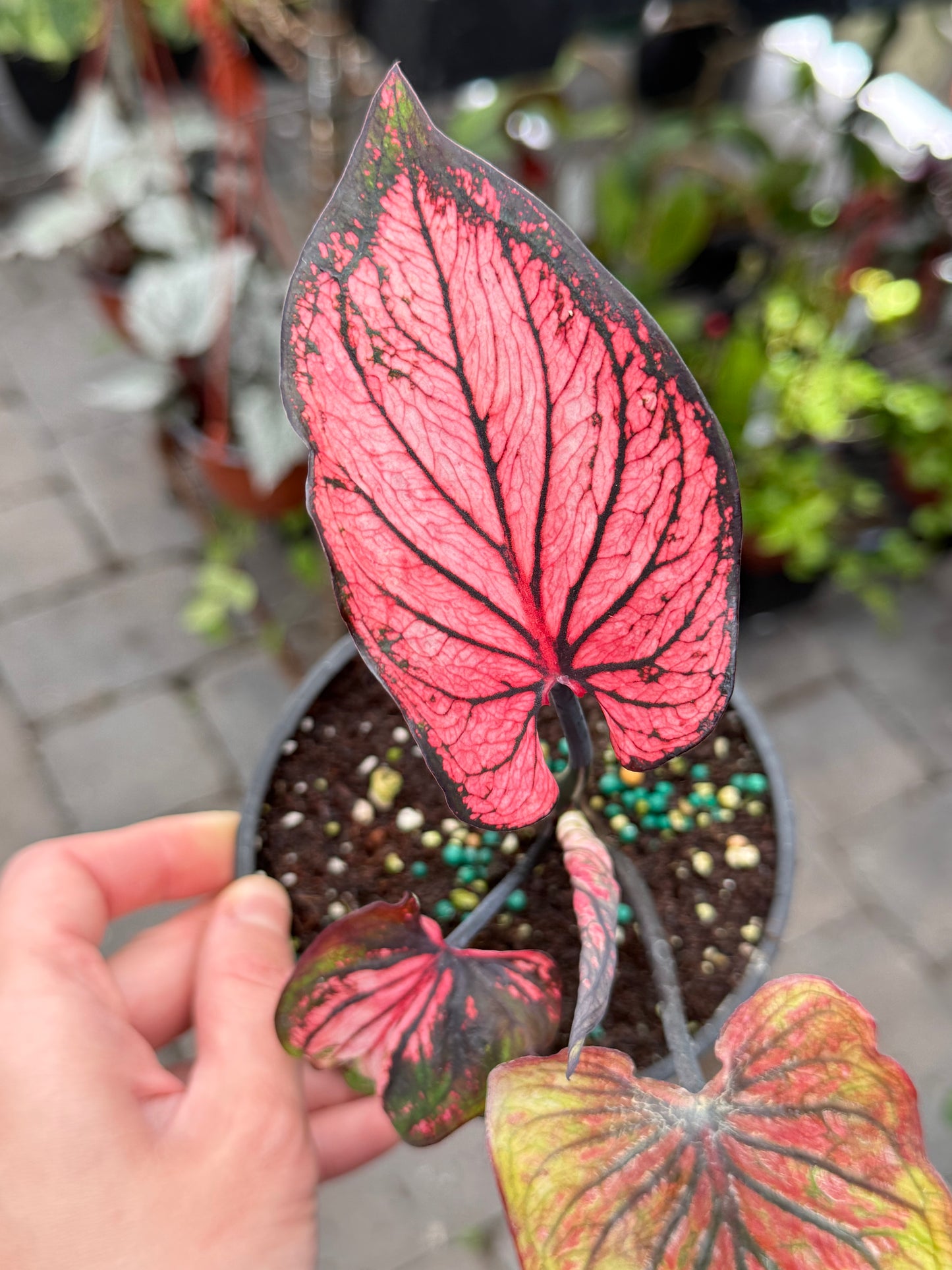 Assorted Thai Caladium 4”