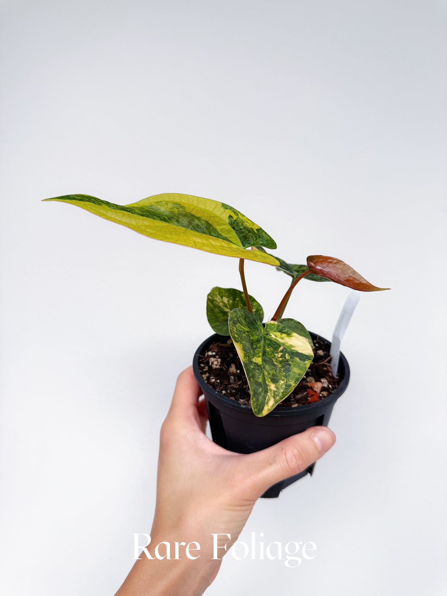 Anthurium Variegated Forgetii x Night Dragon 3" Exact Plant
