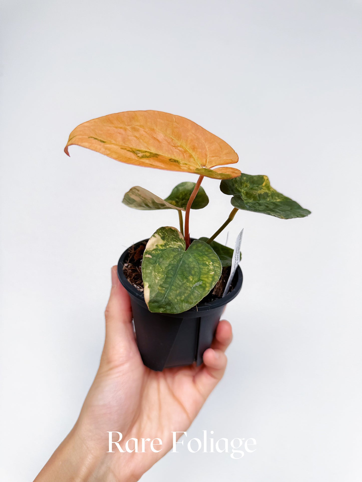 Anthurium Variegated Forgetii x Night Dragon 3" Exact Plant