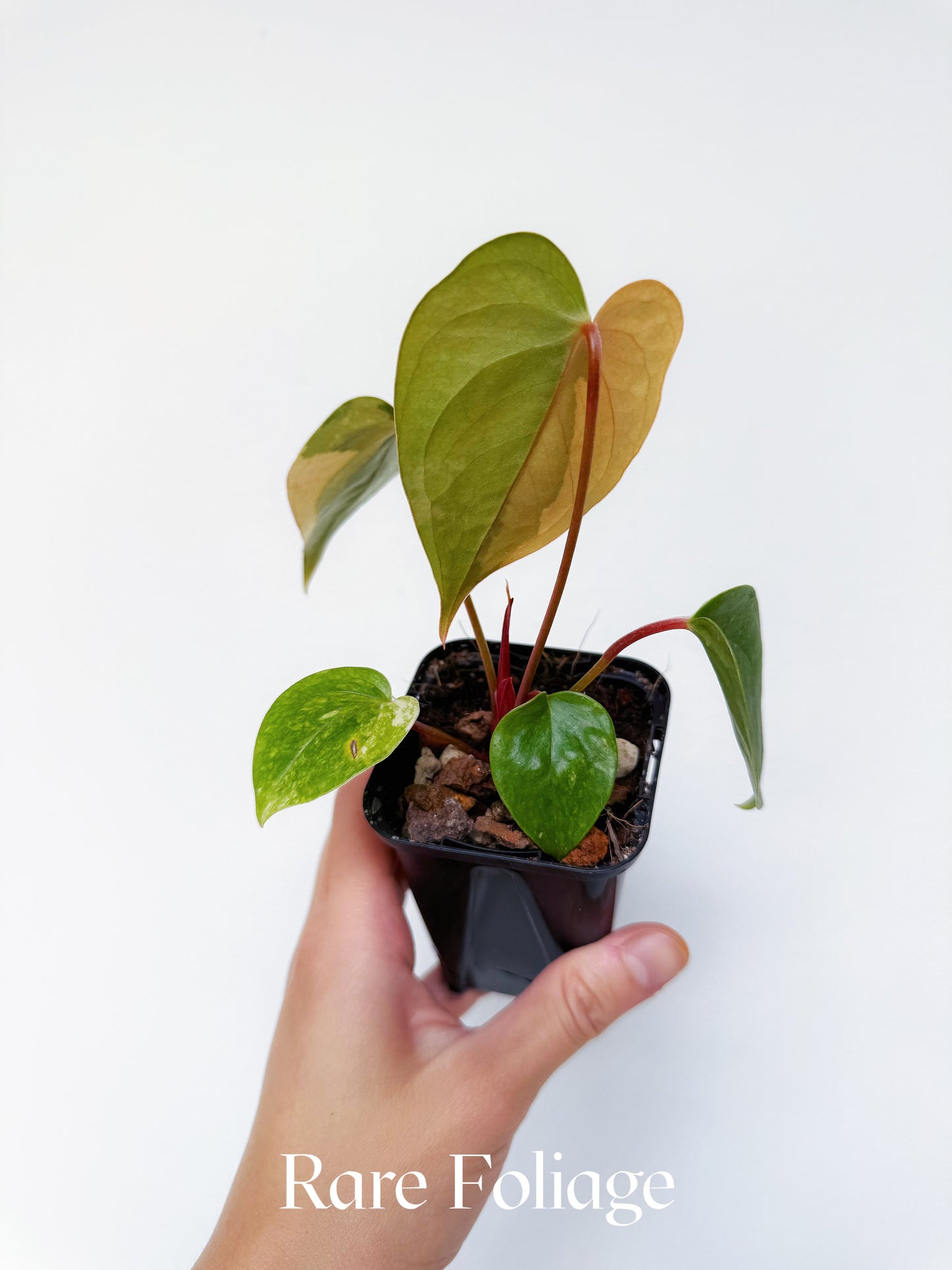 Variegated Anthurium Papillilaminum Hybrid 3"