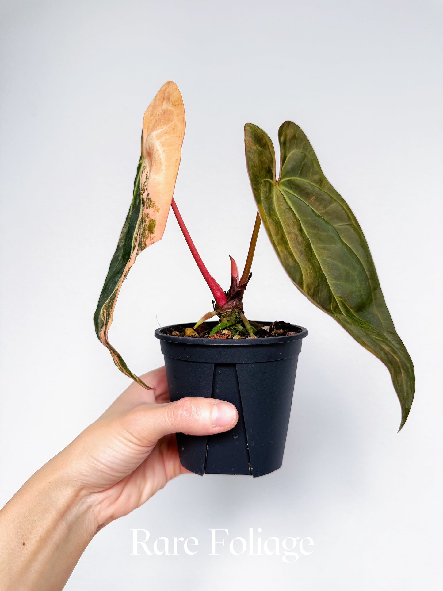 Anthurium Papillilaminum Variegated x Tezula AOS Variegated 4” Exact Plant