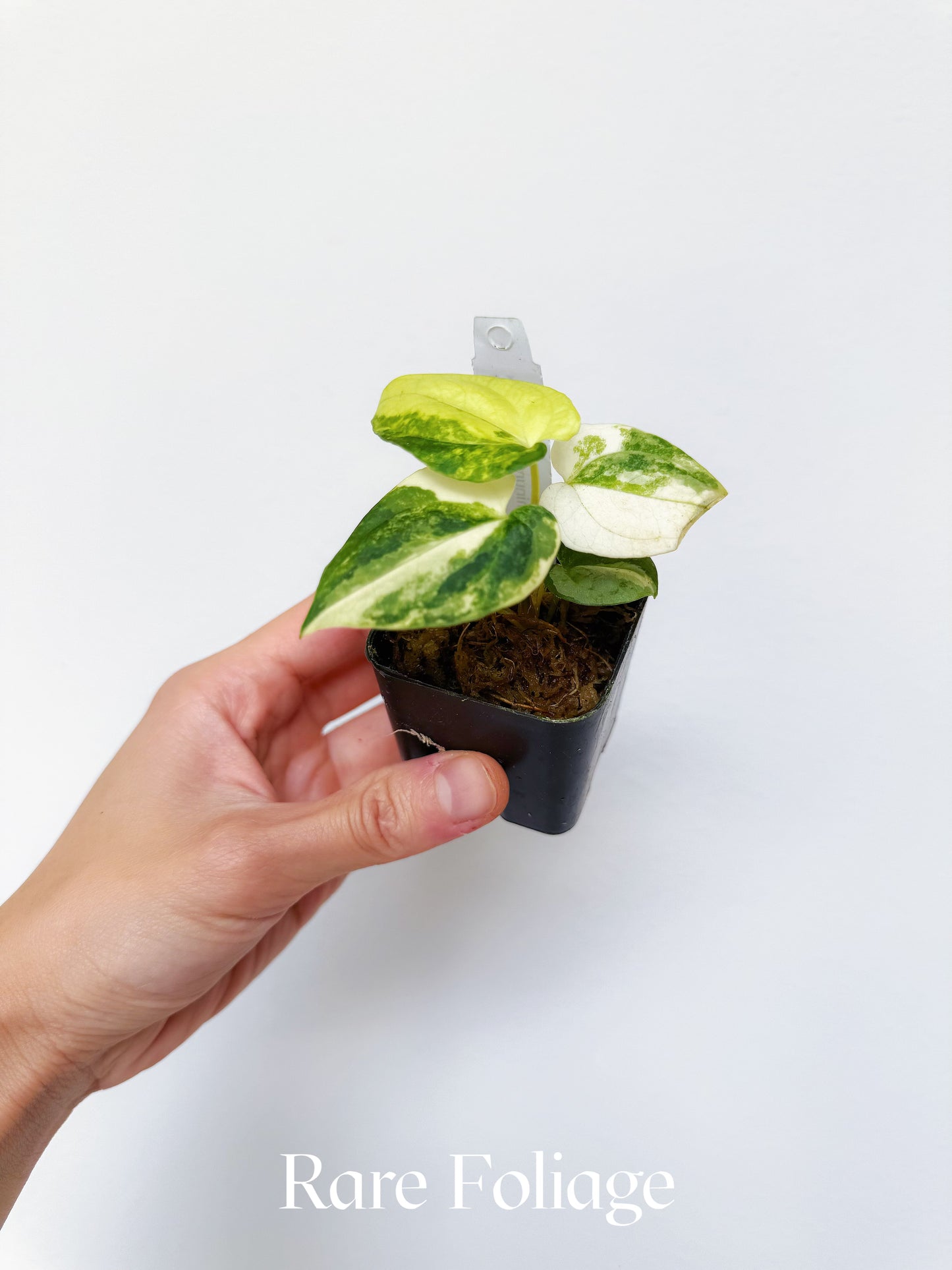 Variegated Anthurium Papillilaminum x Carlablackiae 2"