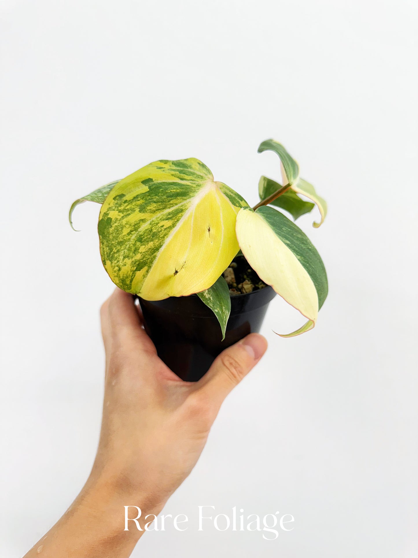 Philodendron Gloriosum Variegated 4"