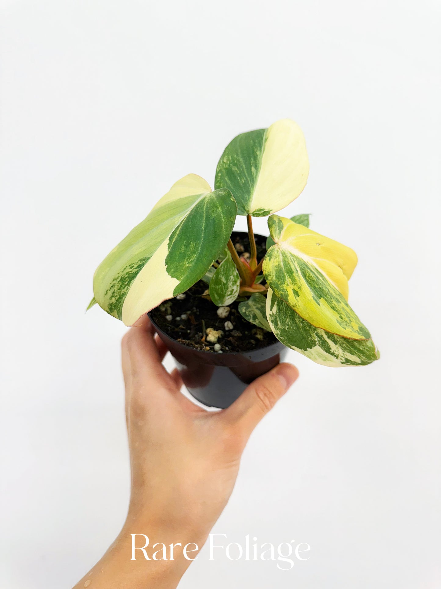 Philodendron Gloriosum Variegated 4"