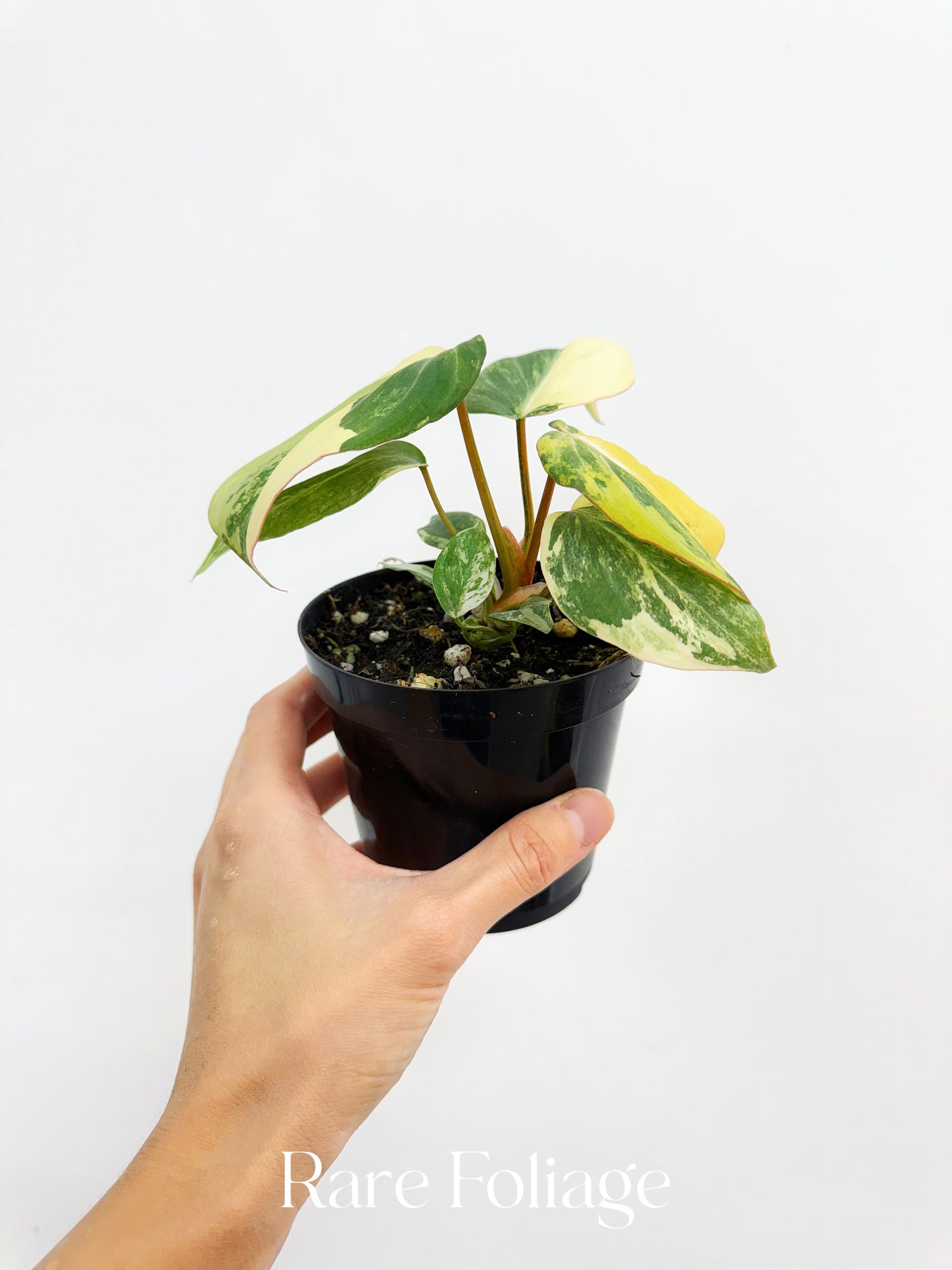 Philodendron Gloriosum Variegated 4"