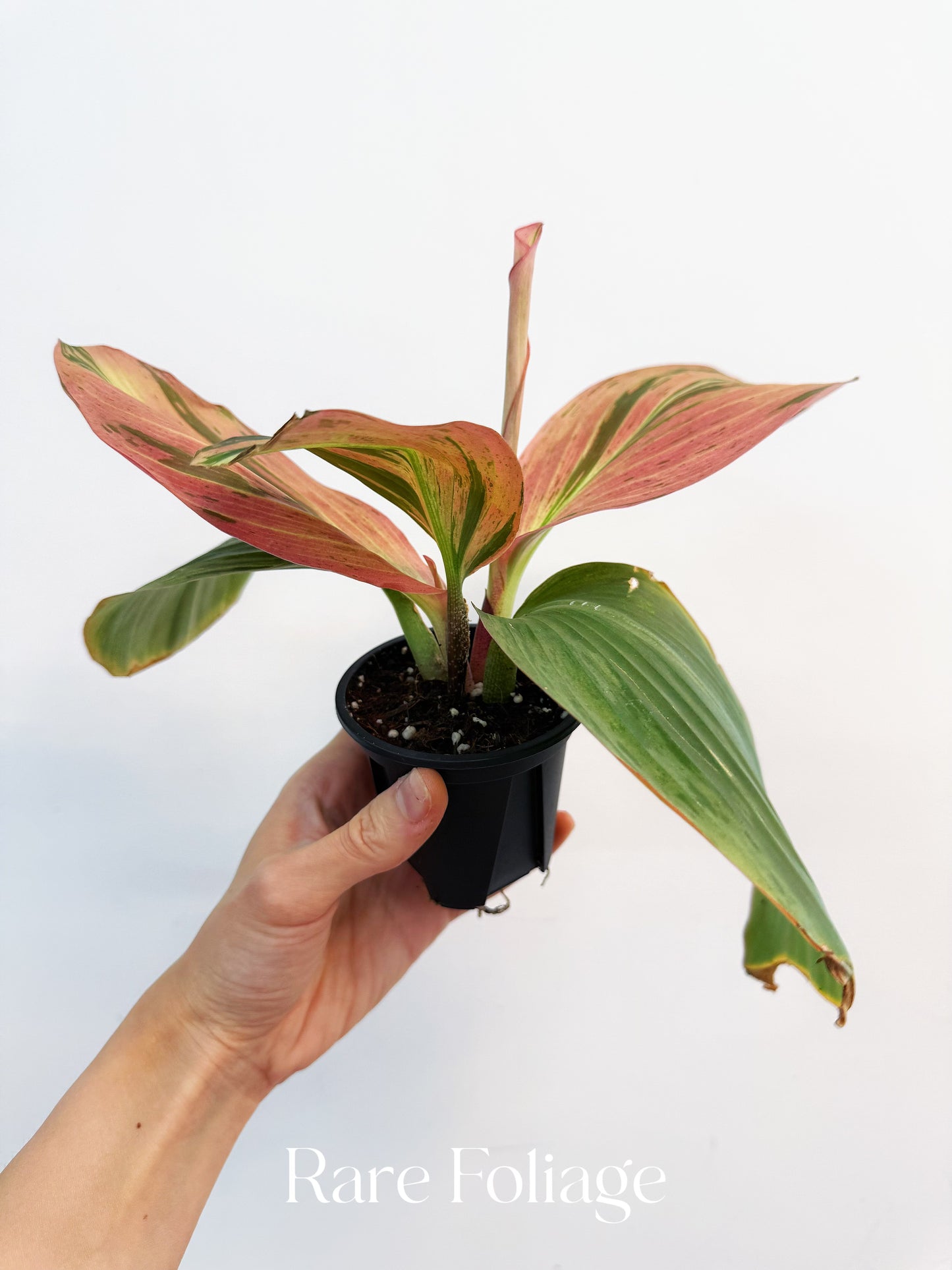 Variegated Kaempferia 4”