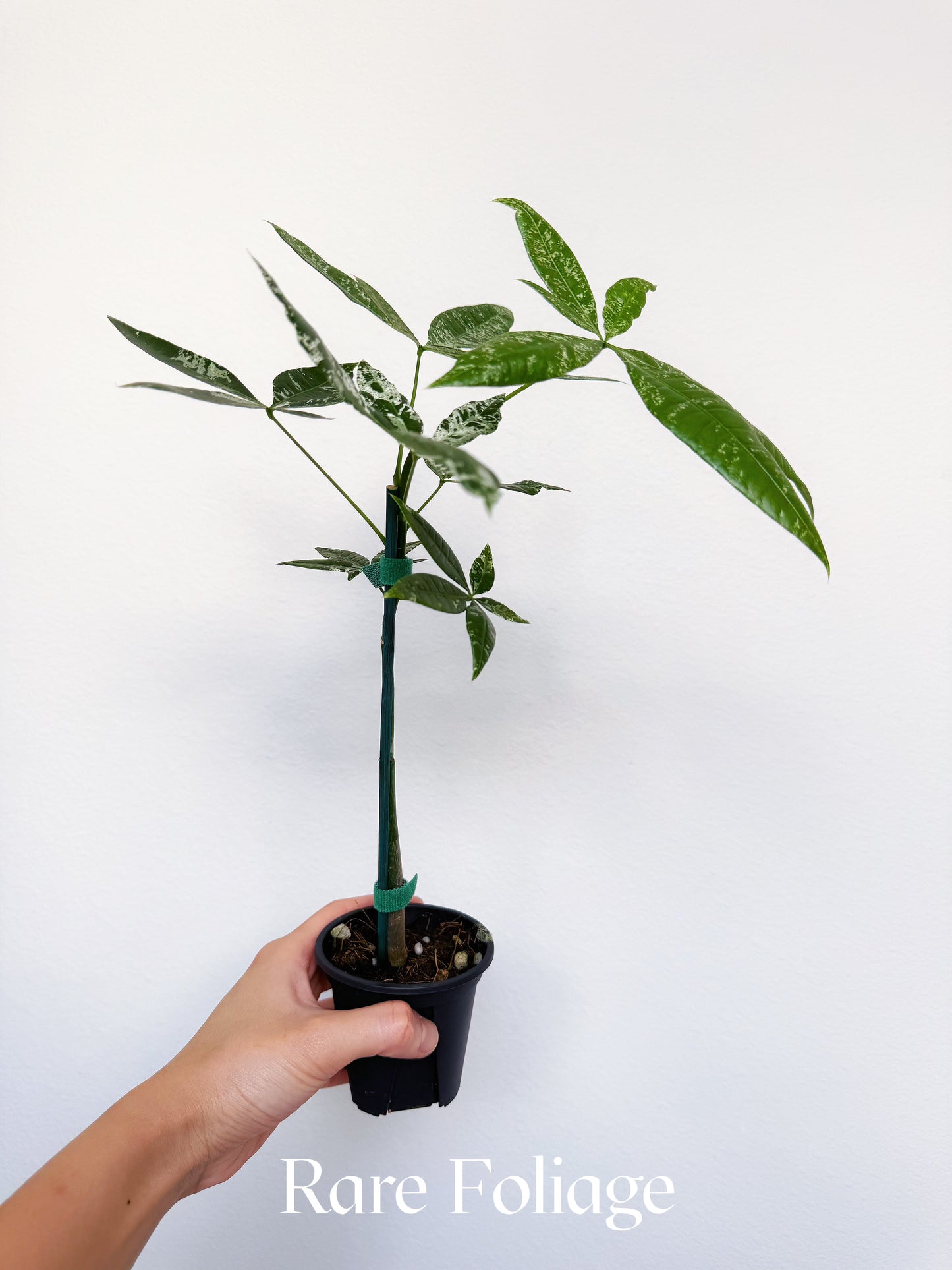 Variegated Money Tree (Non-Grafted) 3”