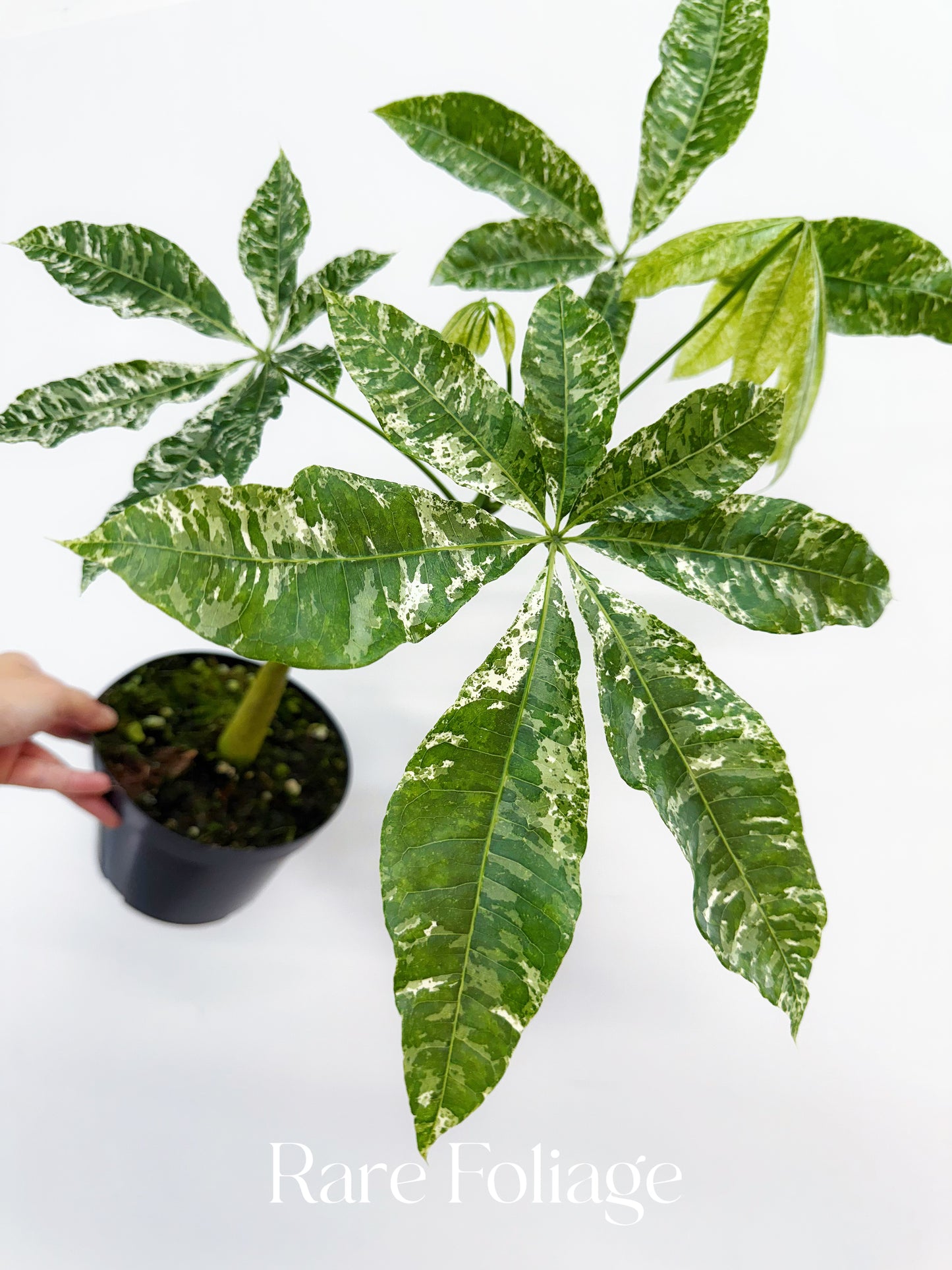 Variegated Money Tree (Grafted) 6”