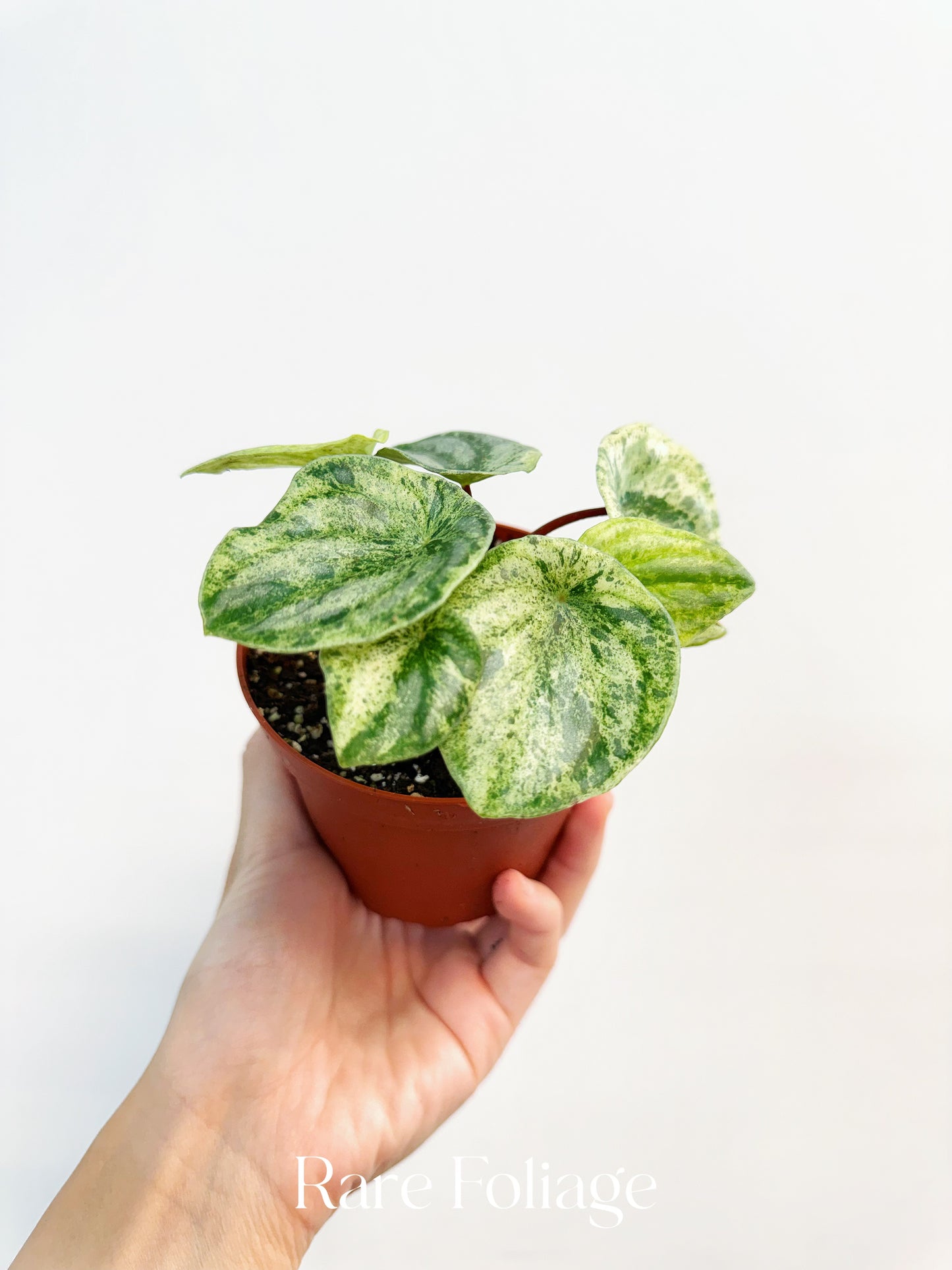 Watermelon Peperomia ‘Gold Dust’ 4”