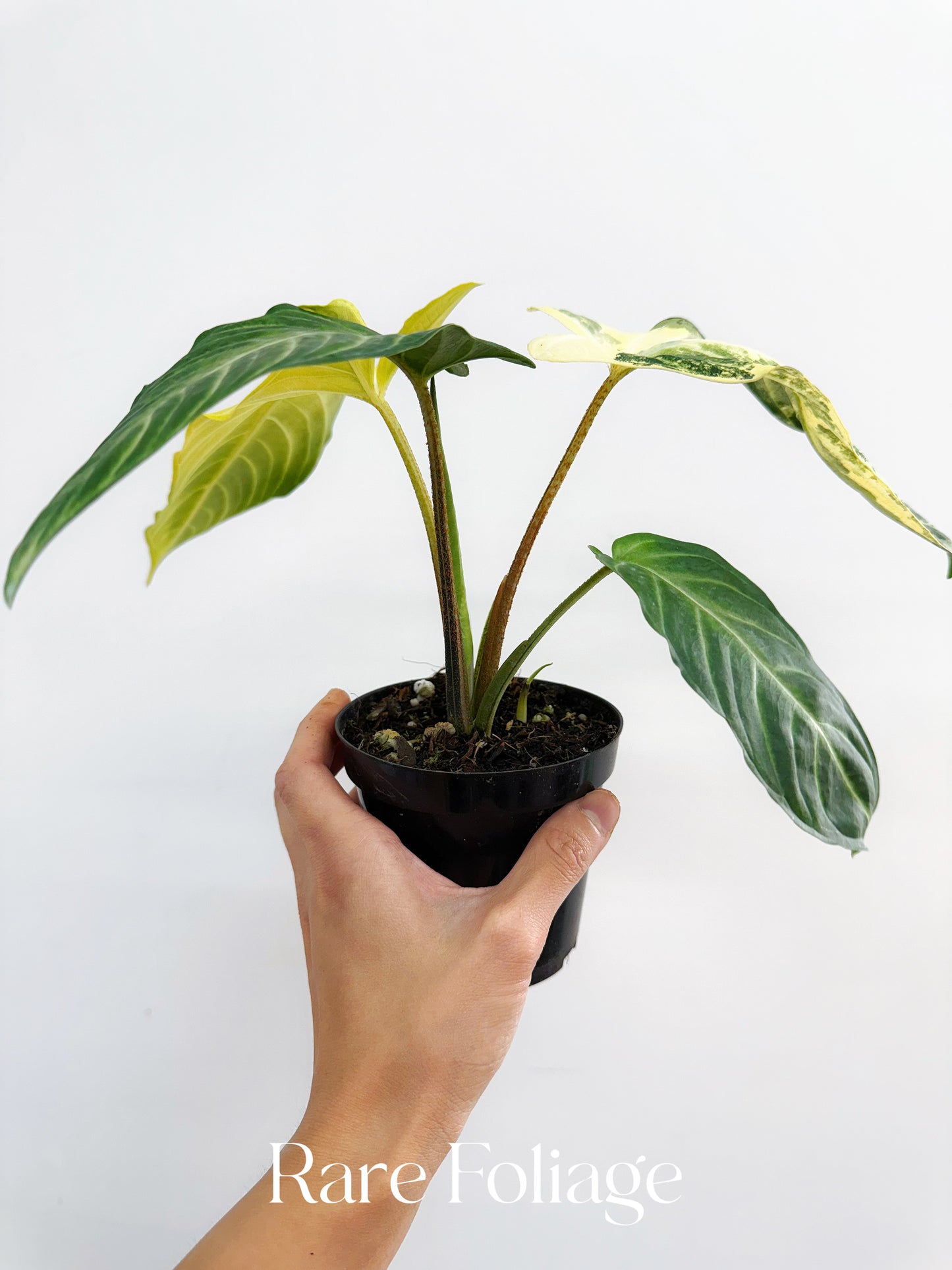 Xanthosoma Lindenii Variegated 4”