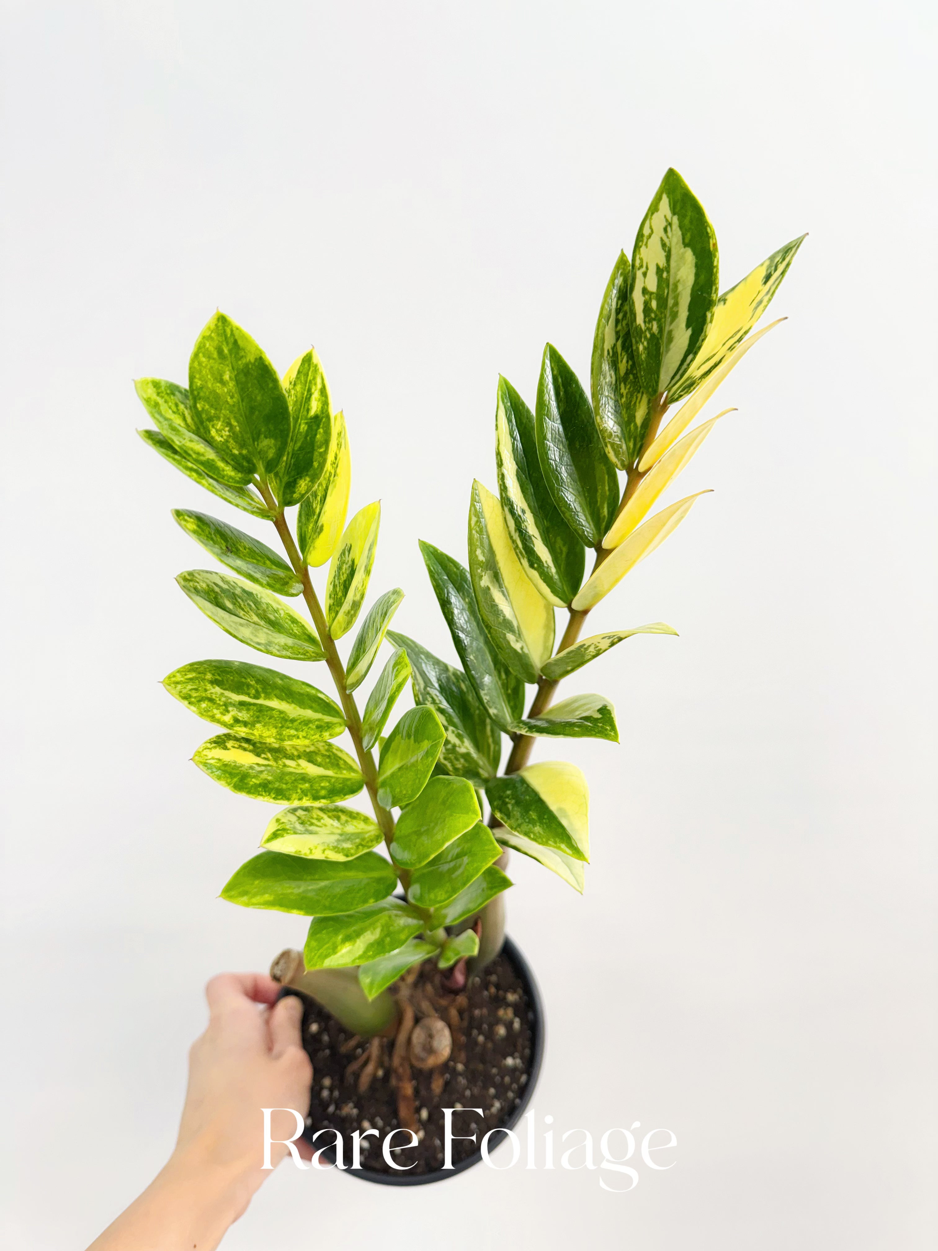 variegated zz white zz plant ZZ Plant Variegated 6” Exact Plant