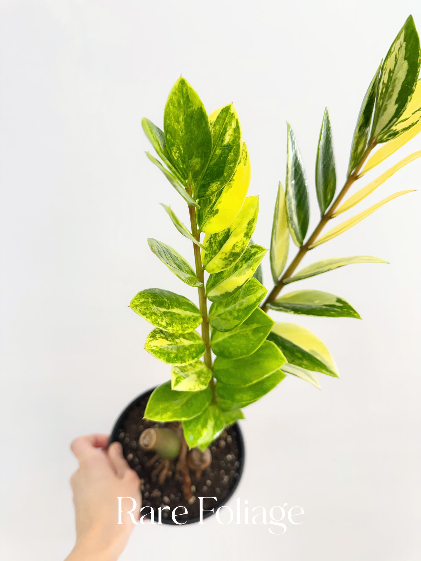 ZZ Plant Variegated 6” Exact Plant - US SELLER