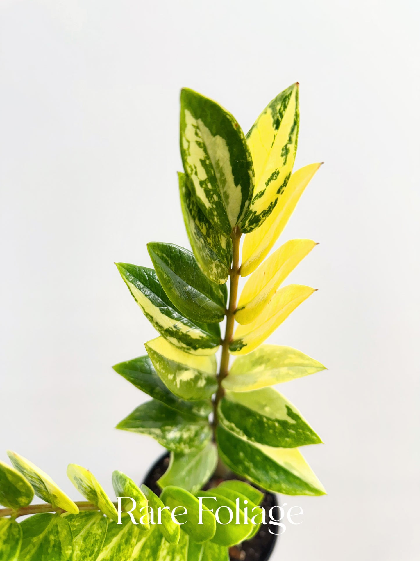 ZZ Plant Variegated 6” Exact Plant - US SELLER