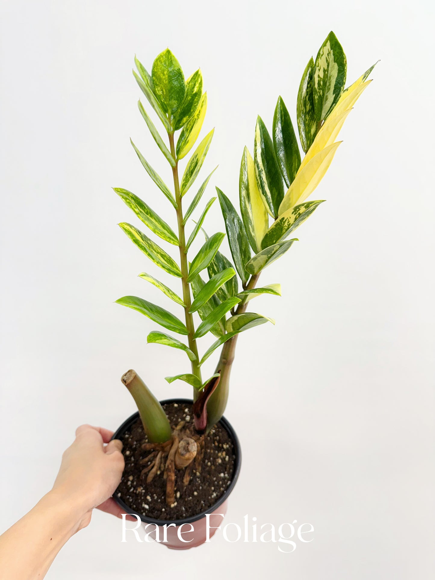 ZZ Plant Variegated 6” Exact Plant - US SELLER