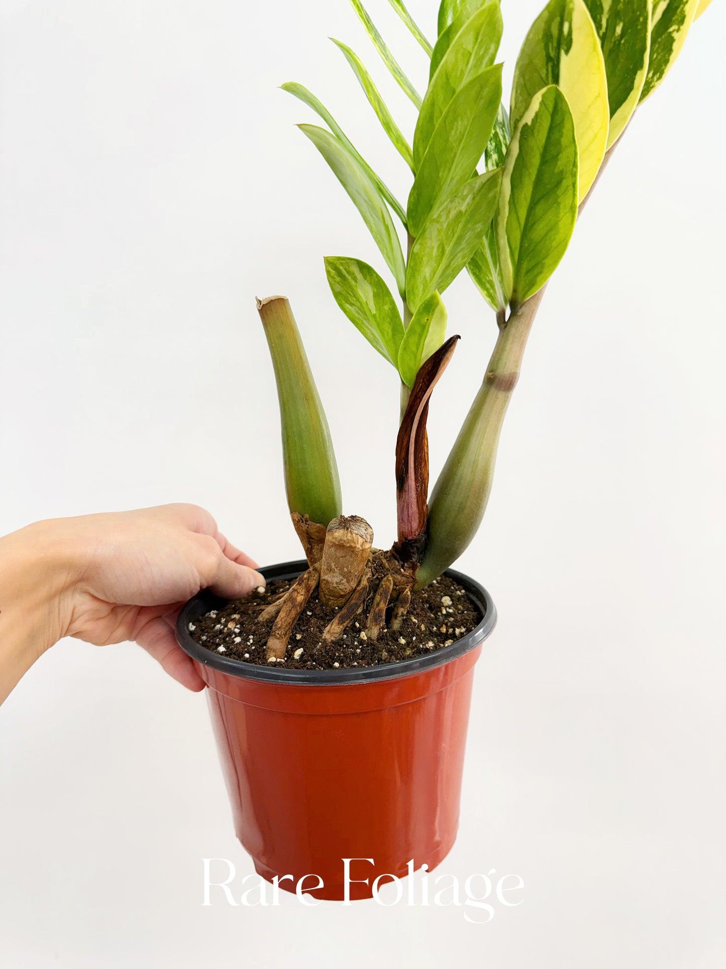 ZZ Plant Variegated 6” Exact Plant - US SELLER