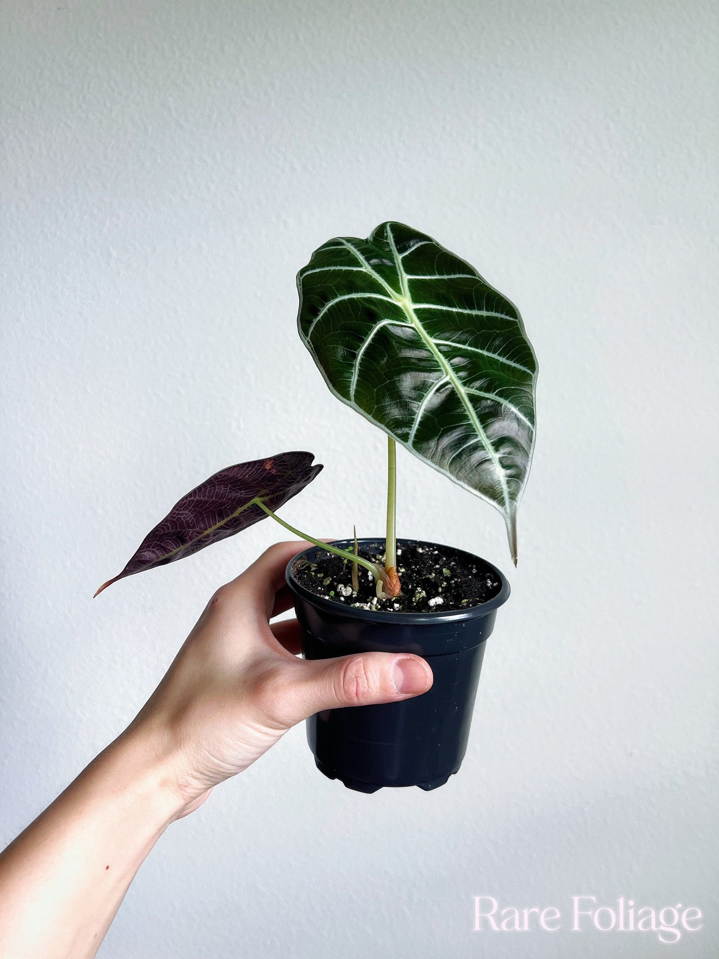 Alocasia Watsoniana 4" - US SELLER