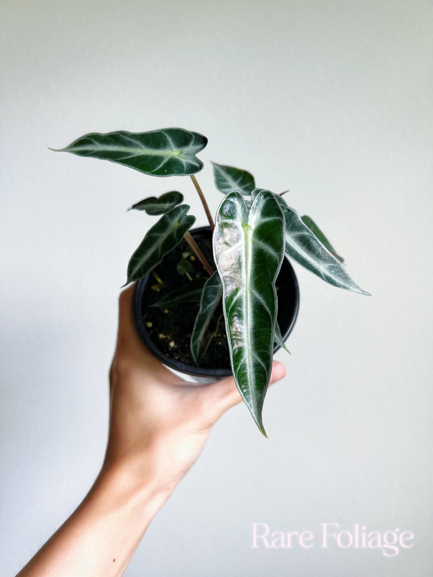 Alocasia Bambino 4” - US SELLER