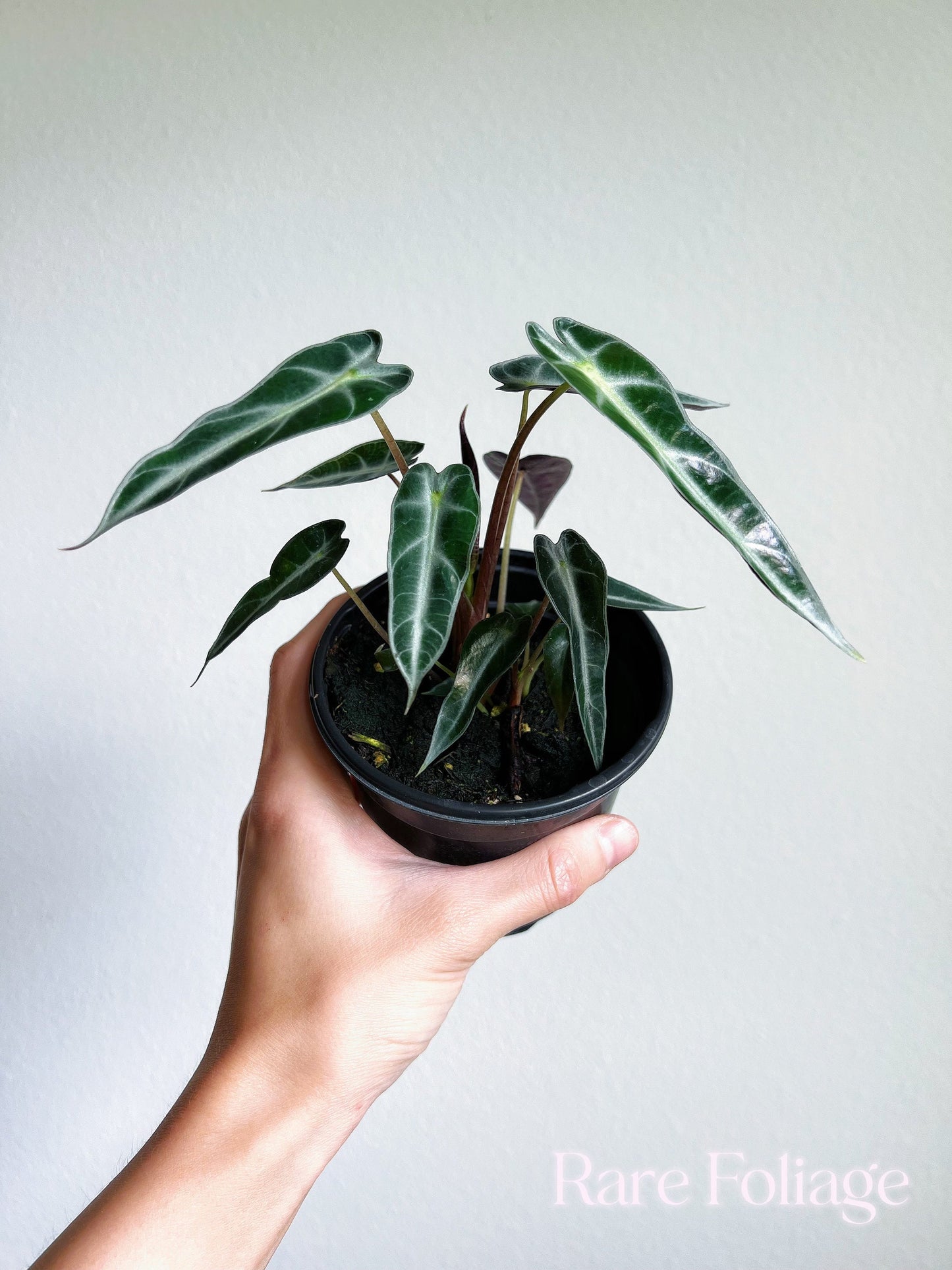 Alocasia Bambino 4” - US SELLER