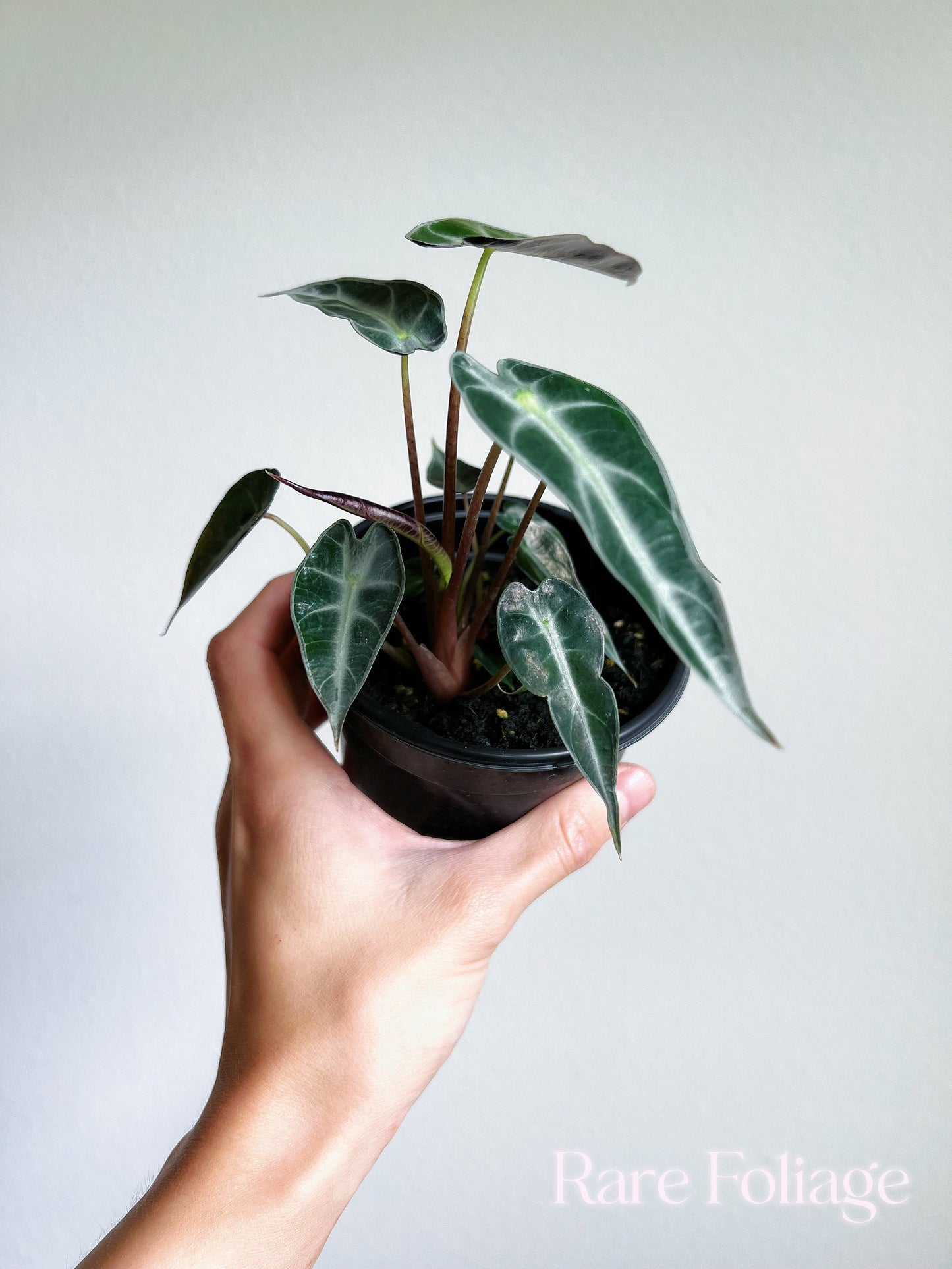 Alocasia Bambino 4” - US SELLER